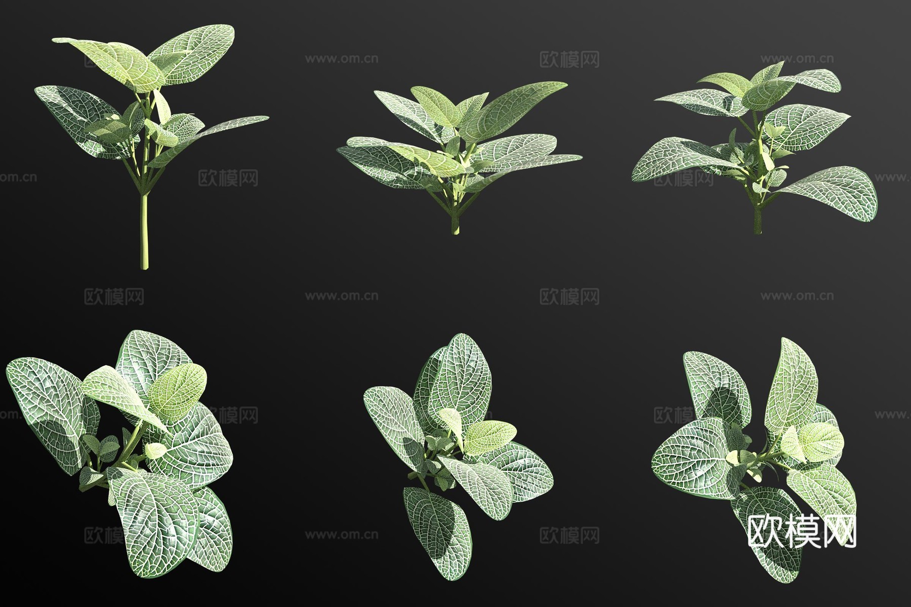 白网纹草绿植 花草3d模型