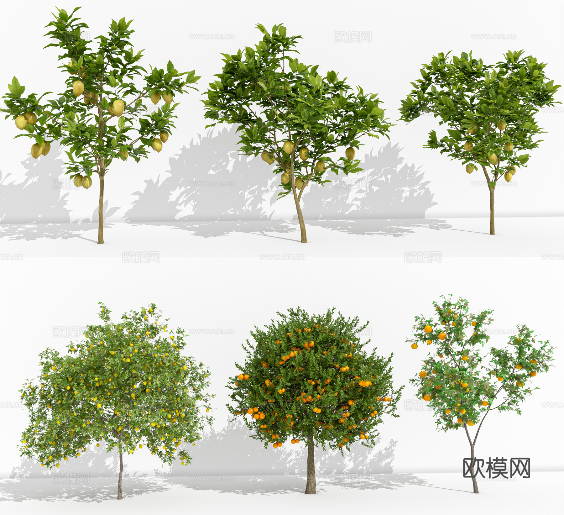 橘子树 柠檬树 景观树 桔子树 室内绿植3d模型