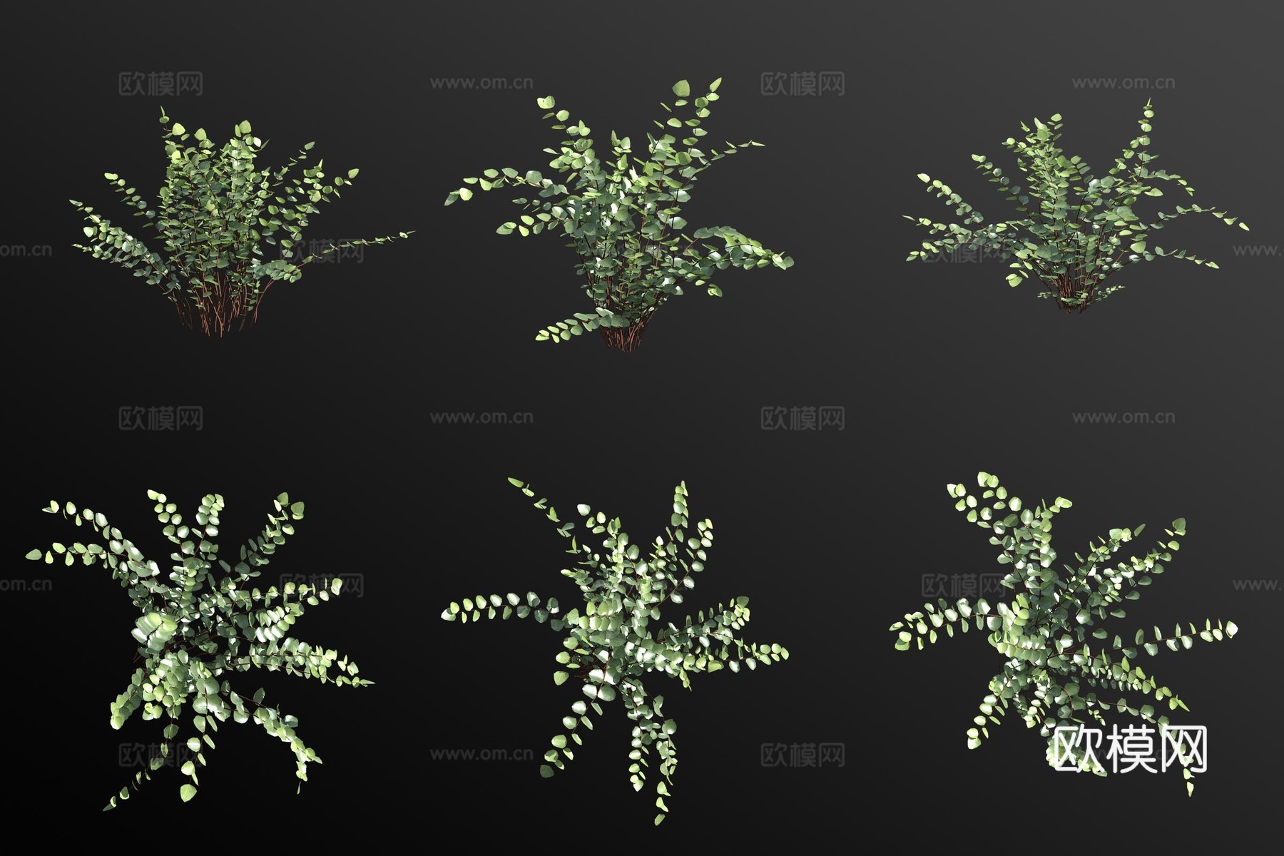 纽扣蕨绿植花草3d模型