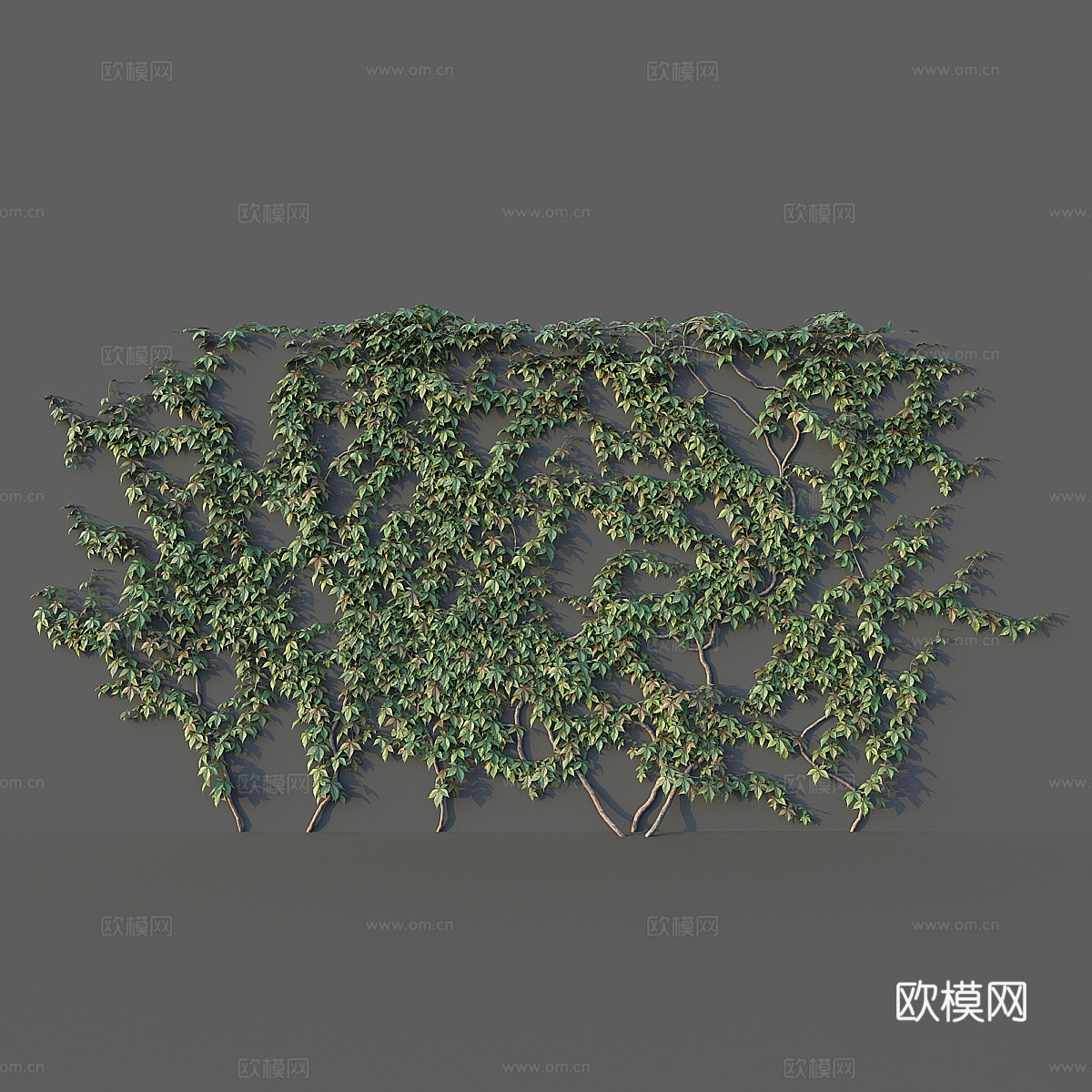 藤蔓 爬墙植物3d模型