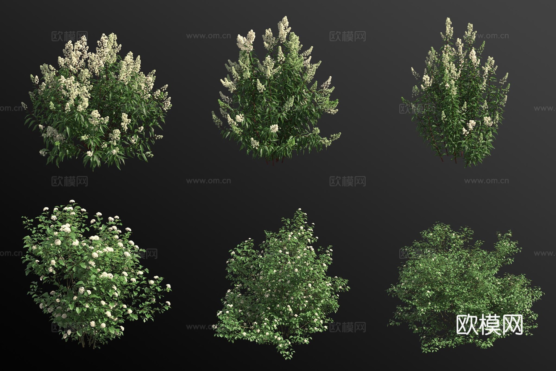 白花绣线菊齿叶荚蒾灌木3d模型