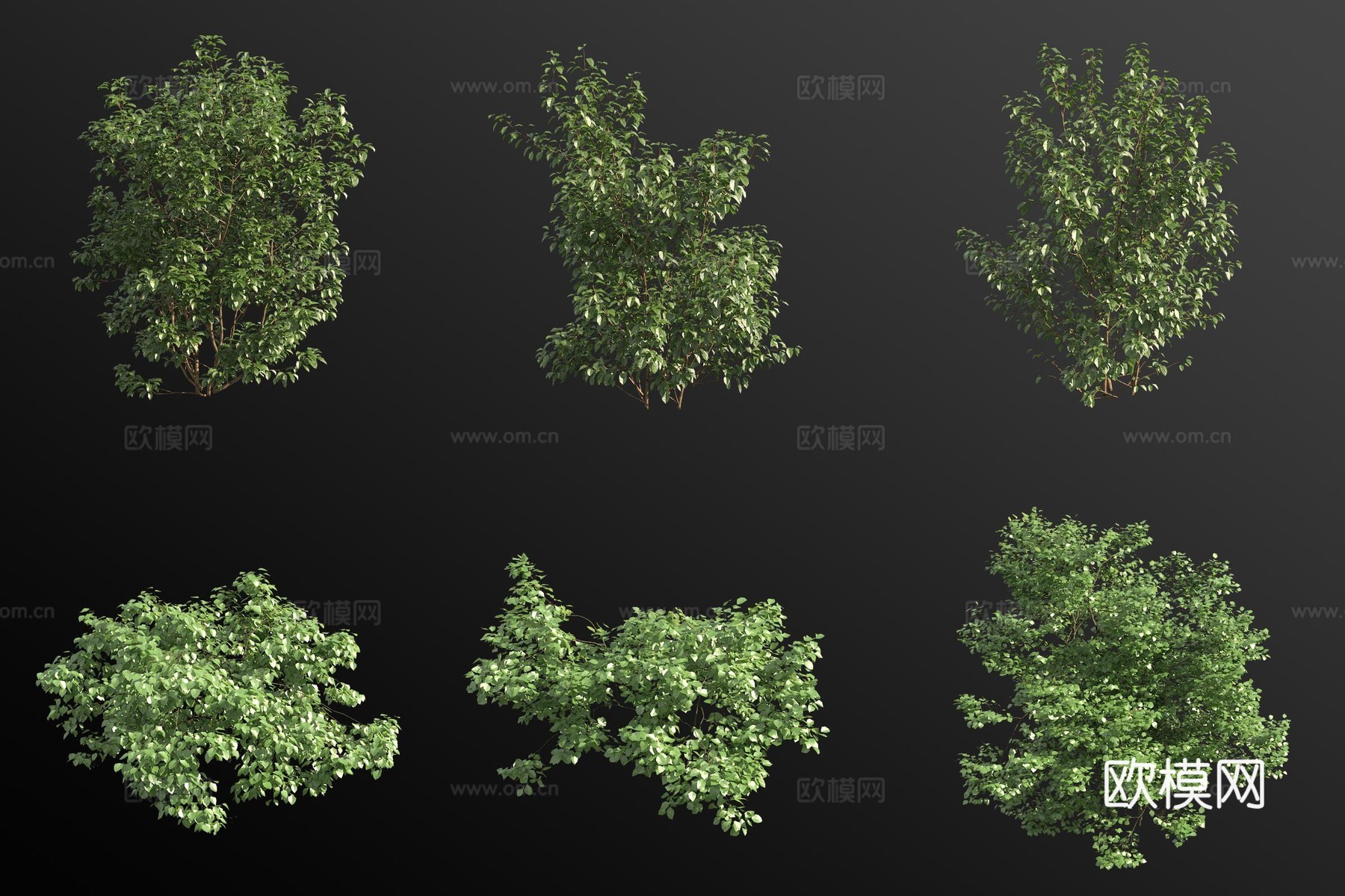 欧洲红瑞木欧洲榛灌木3d模型