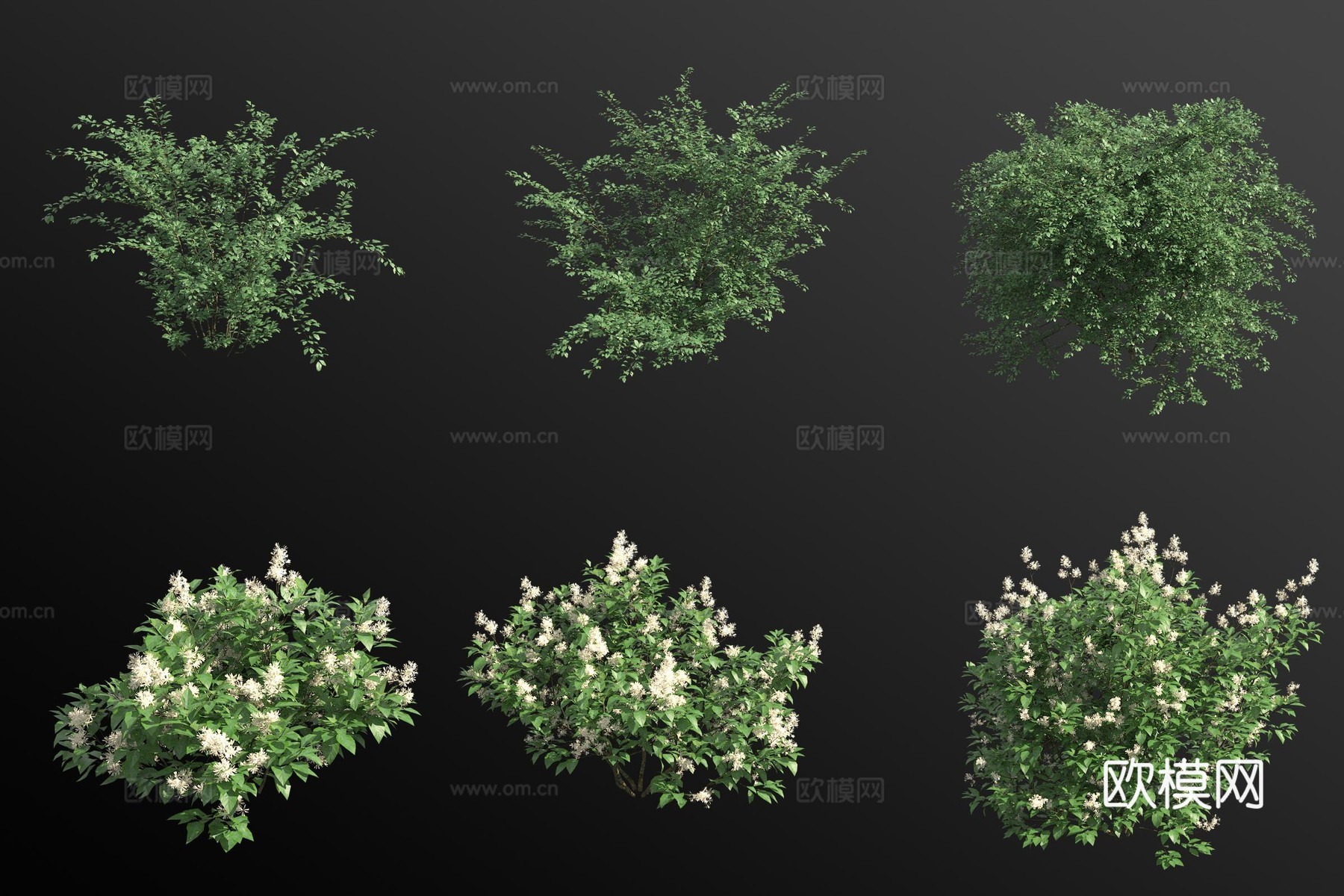 西南栒子新泽西茶灌木花树3d模型