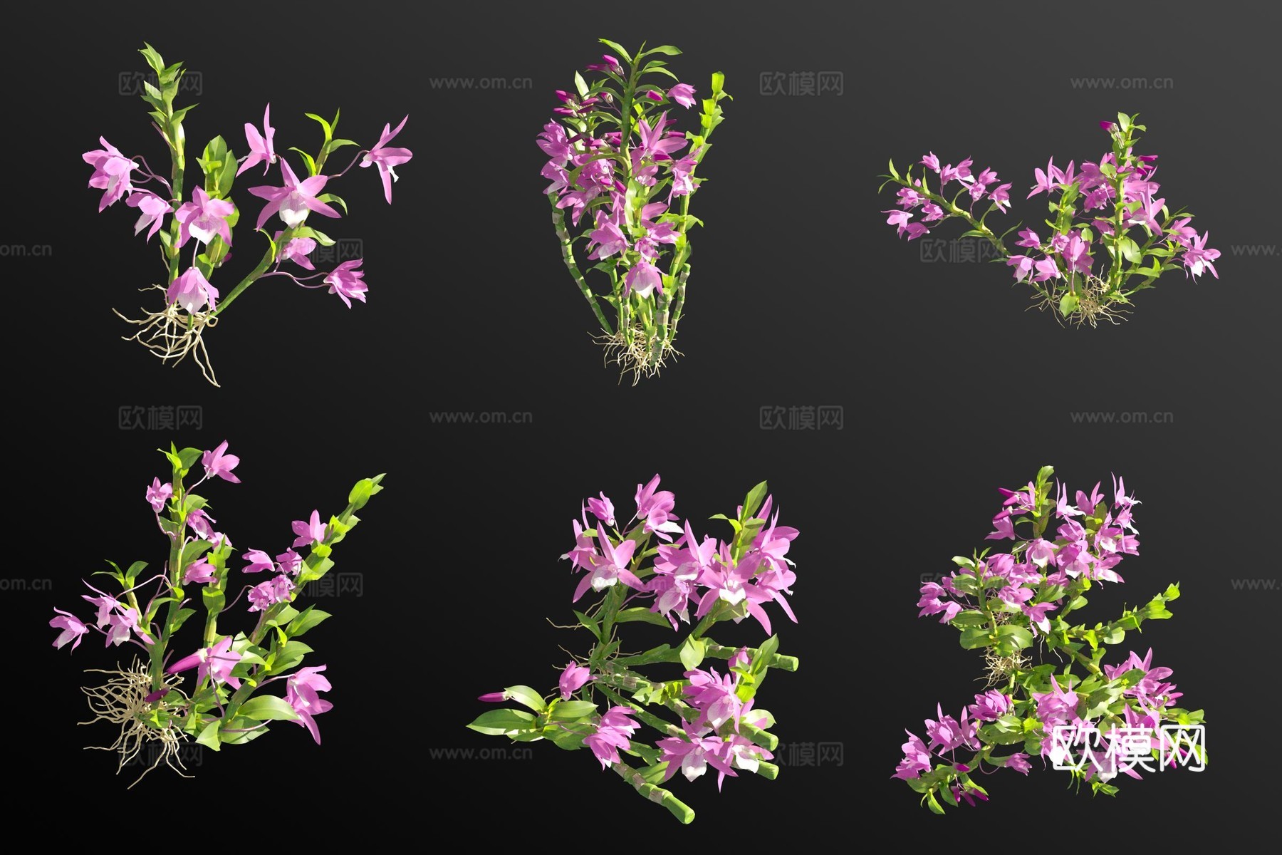 紫花兰花草3d模型