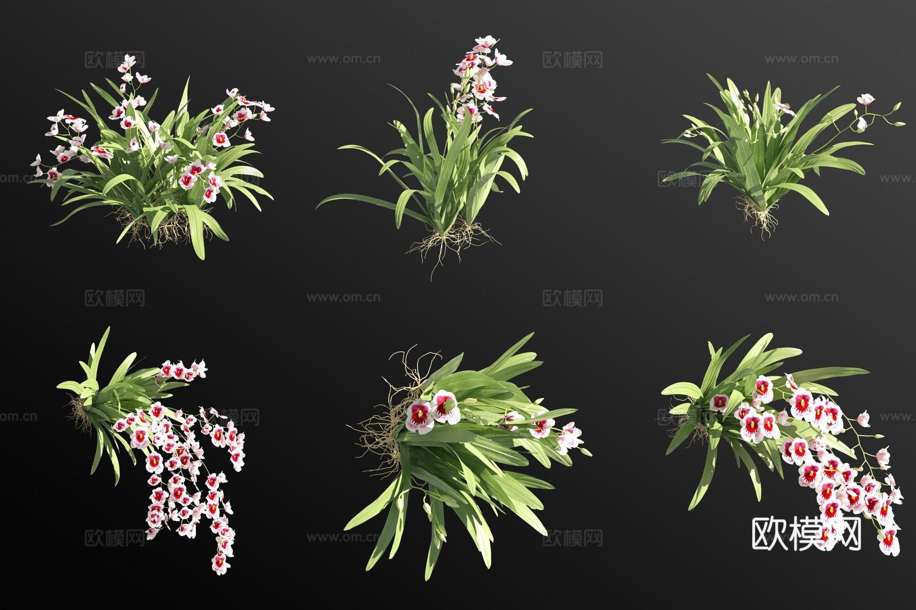 白色堇花兰花草3d模型