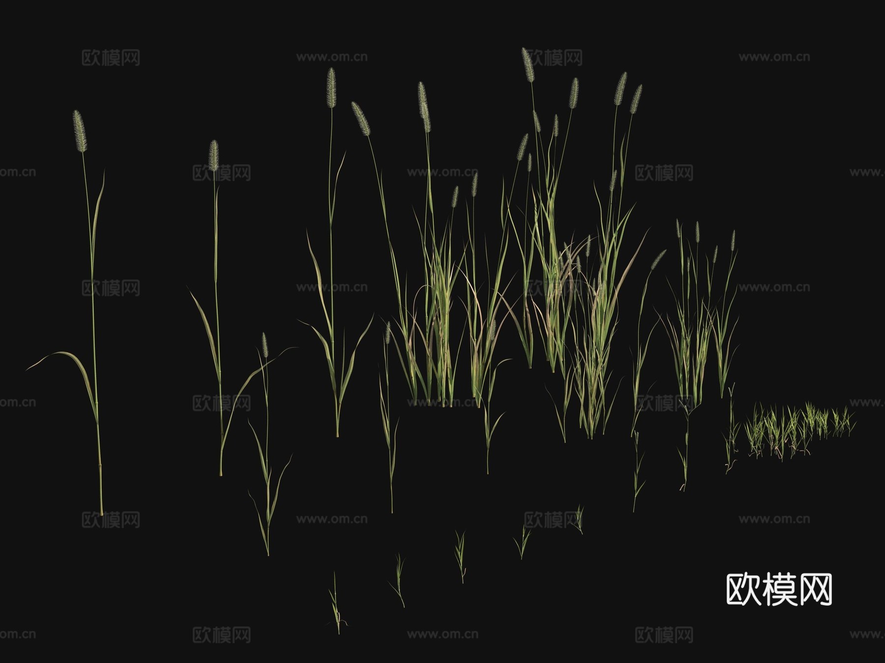 户外花草 植物 绿植3d模型