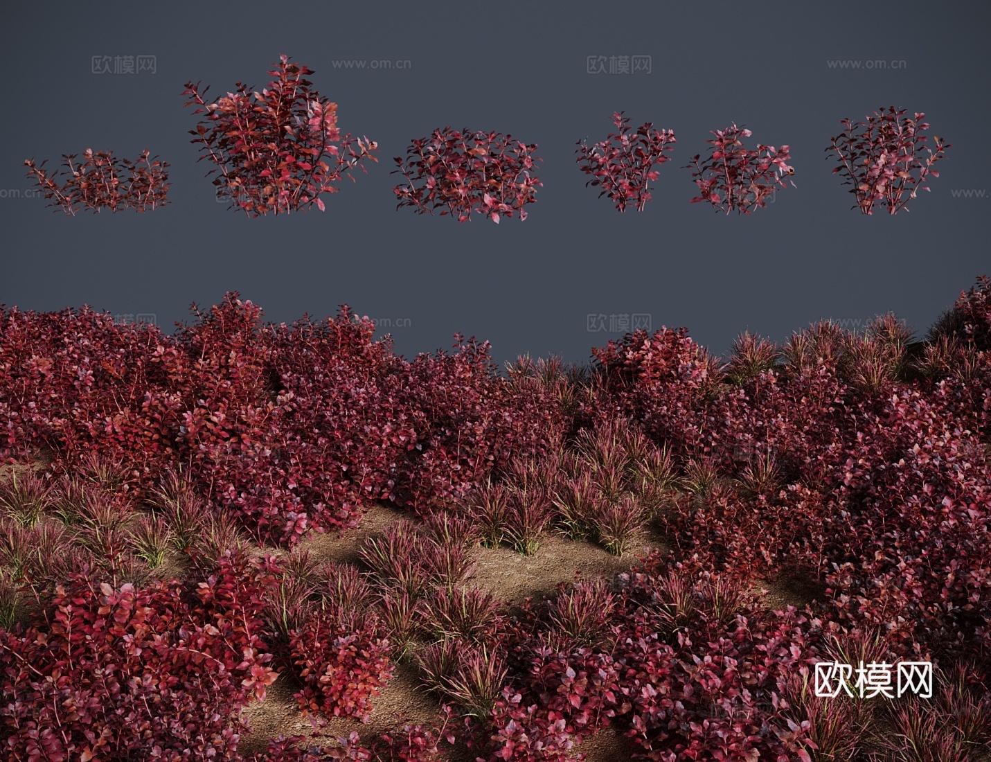 叶底红草地灌木3d模型下载