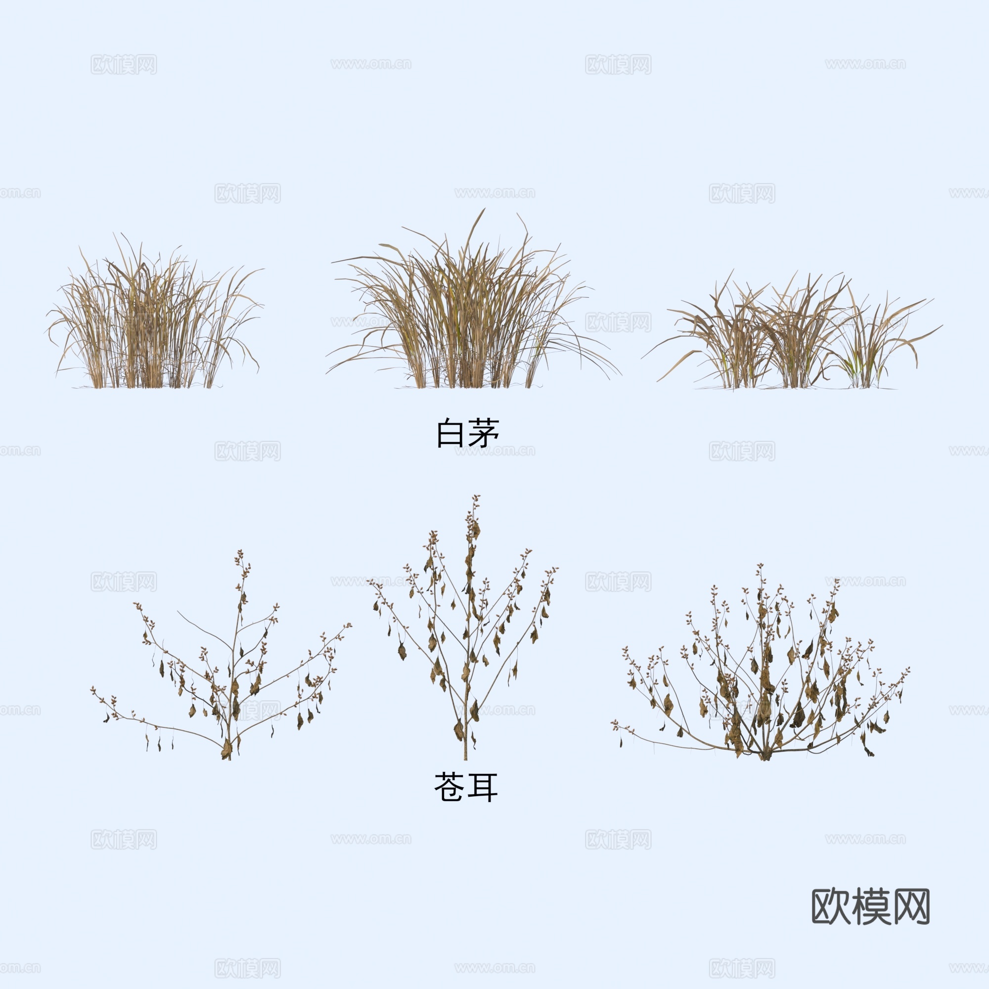 植物 花草 白茅 苍耳3d模型