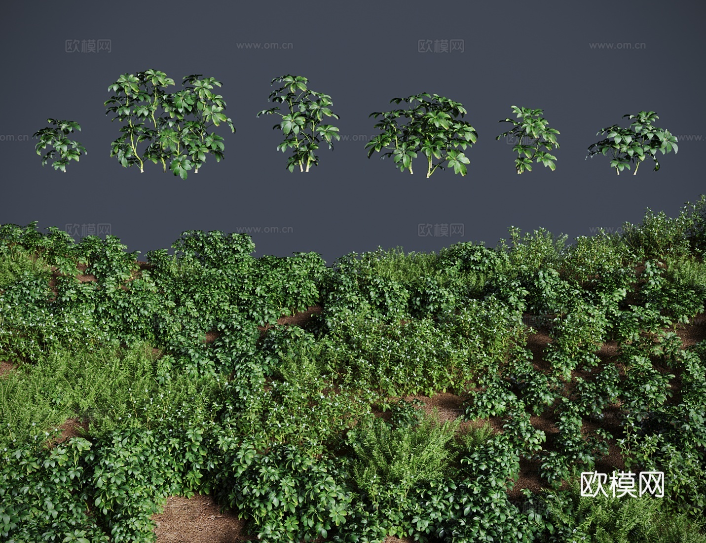 现代草地 草坪 鹅掌藤 草地灌木3d模型