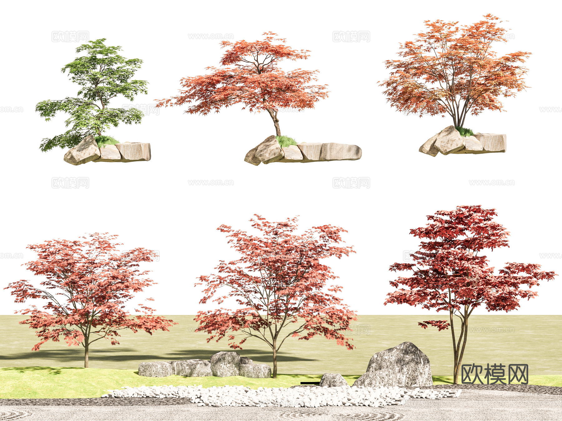 乔木景观树 庭院树 红枫su模型下载（渲染图2）