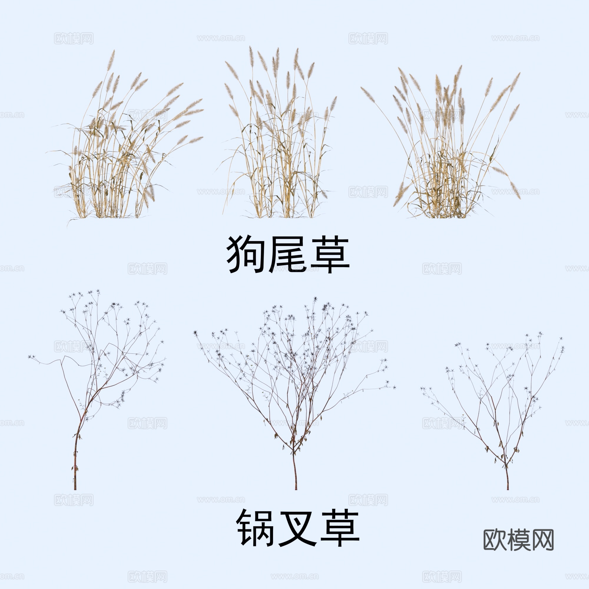 植物 花草 狗尾草 锅叉草3d模型