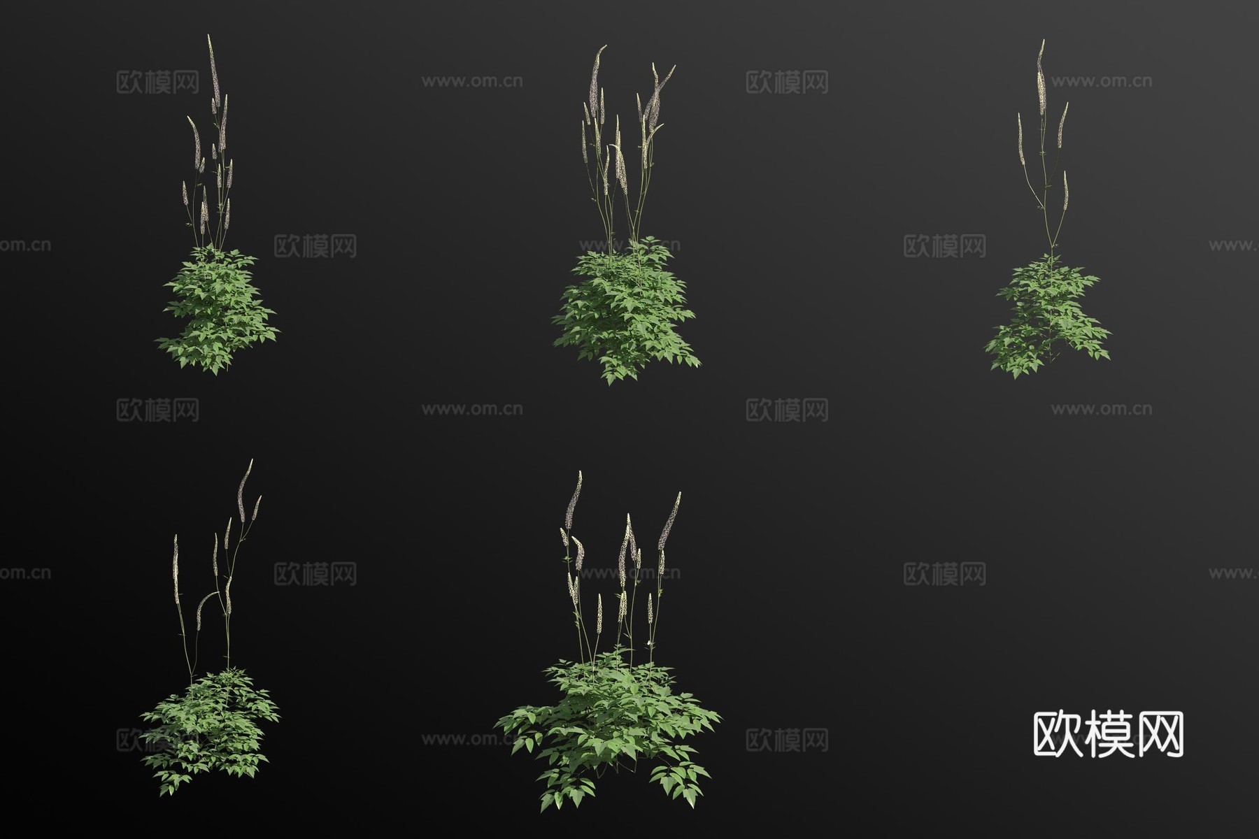单穗升麻花草3d模型下载