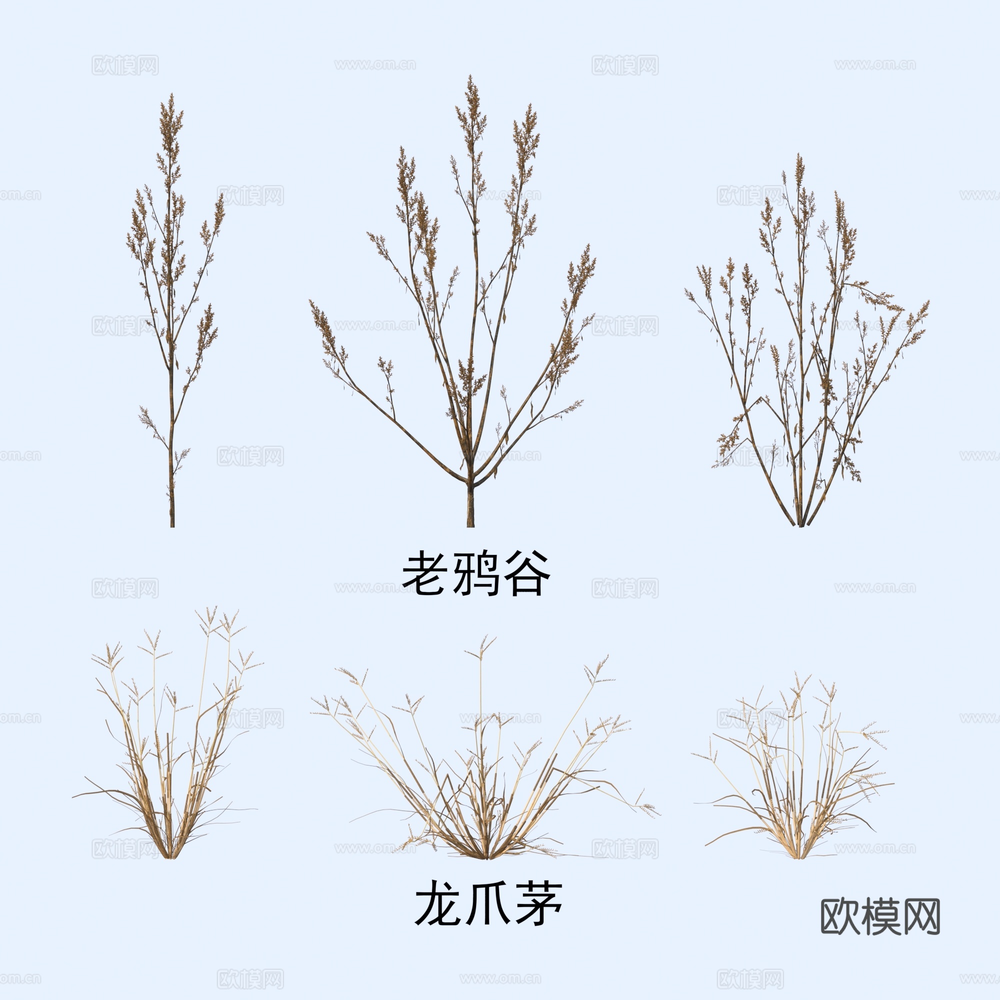 植物 花草 老鸦谷 龙爪茅3d模型