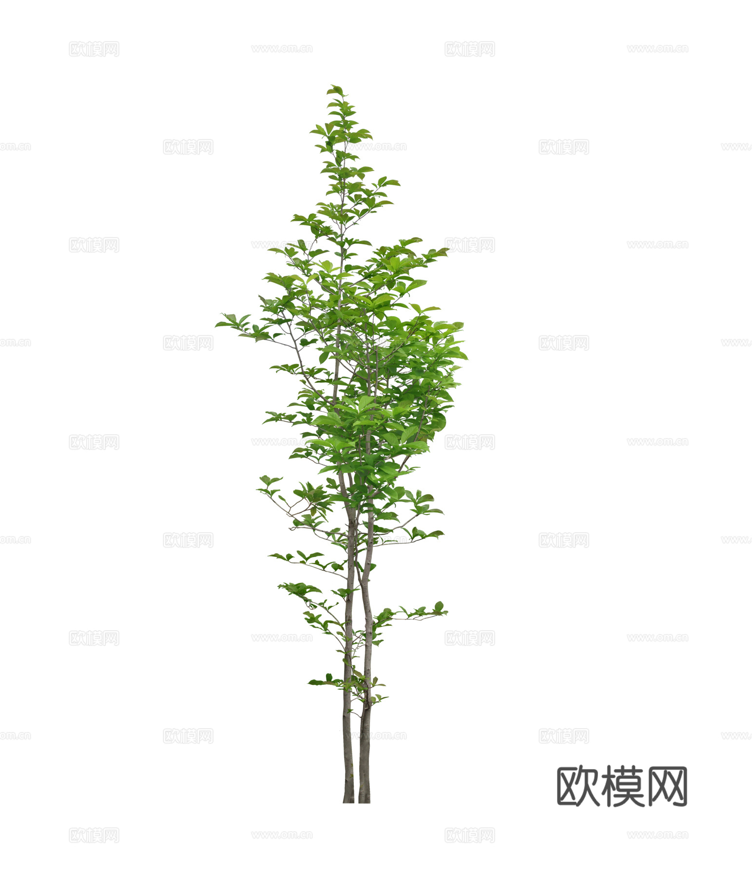 psd免抠树乔木植物 行道树 景观树下载