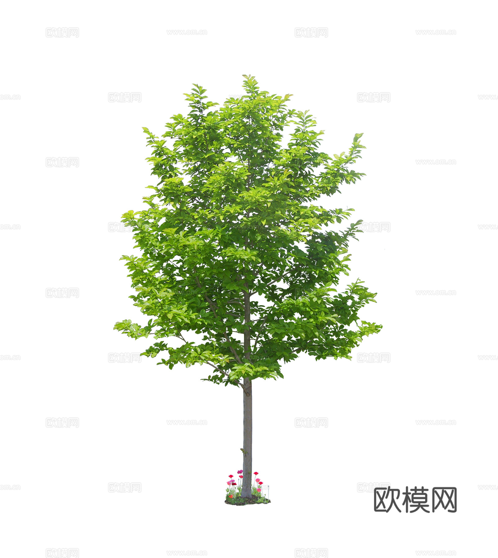 psd免抠树 行道树 景观树 乔木植物下载