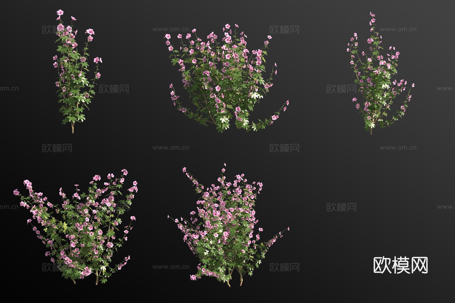 新疆花葵花草 植物3d模型下载