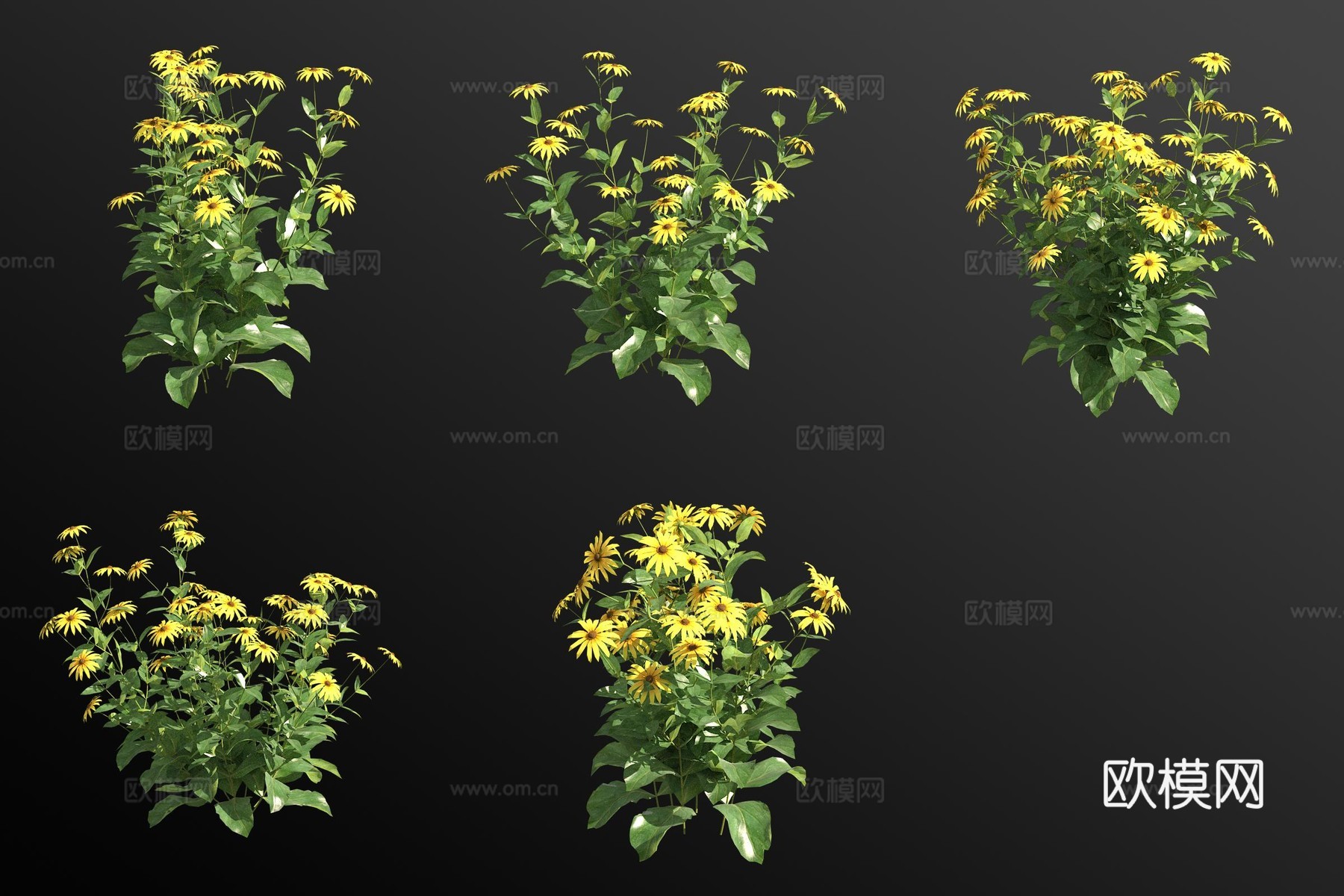 金光菊花草3d模型