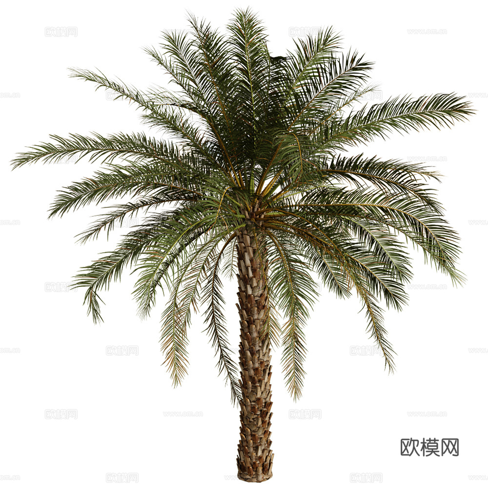 热带树 景观树免费3d模型下载