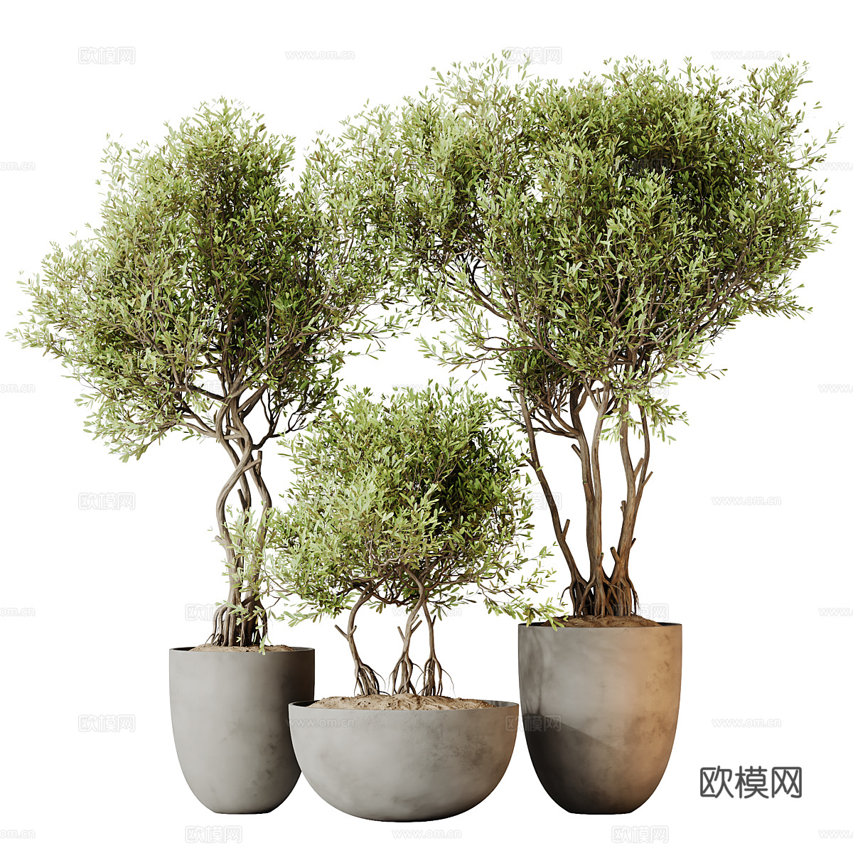 绿植盆栽 花盆3d模型