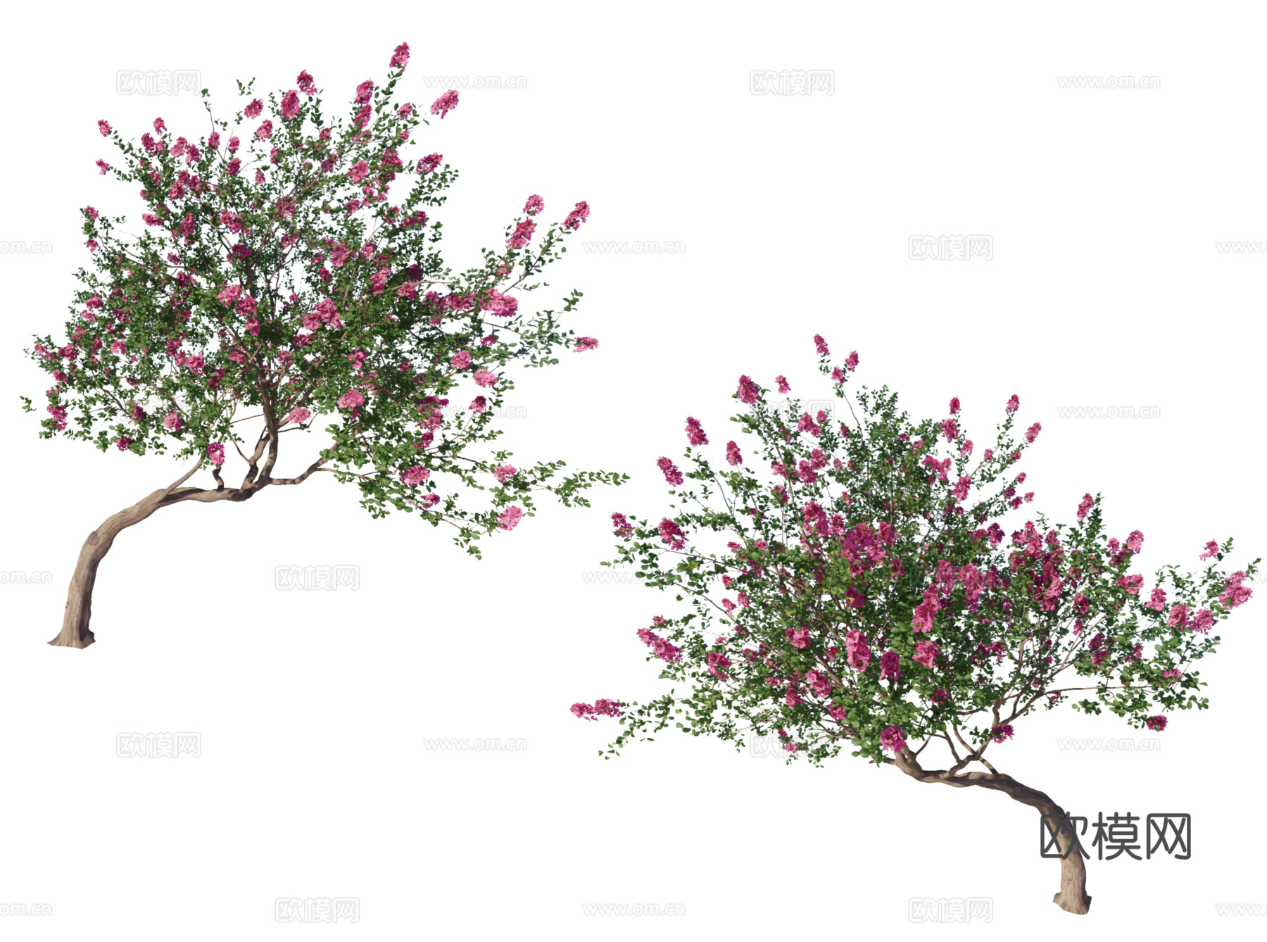 紫薇树PSD免抠 歪脖子紫薇树 独杆紫薇树 造型紫薇树下载