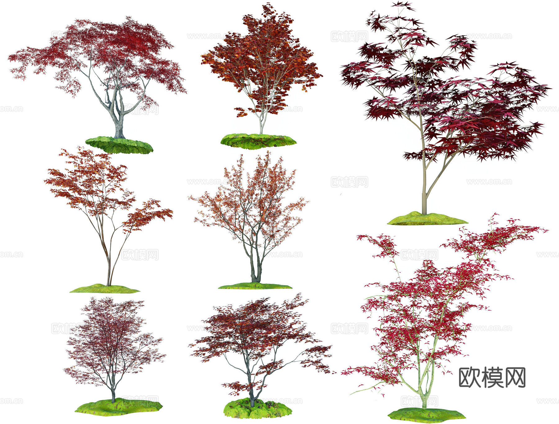 红枫 鸡爪槭 红叶树 枫叶树 槭树3d模型