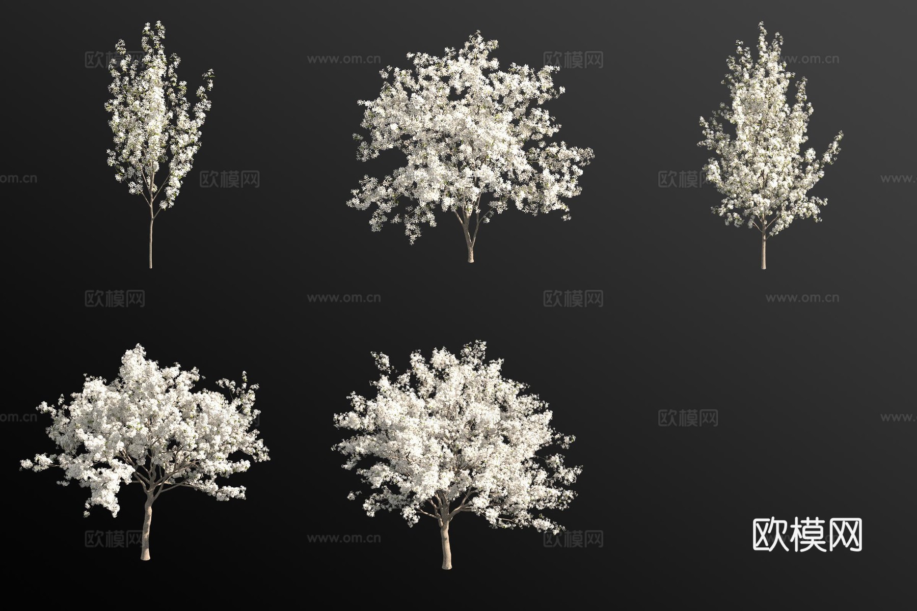 豆梨灌木 植物3d模型