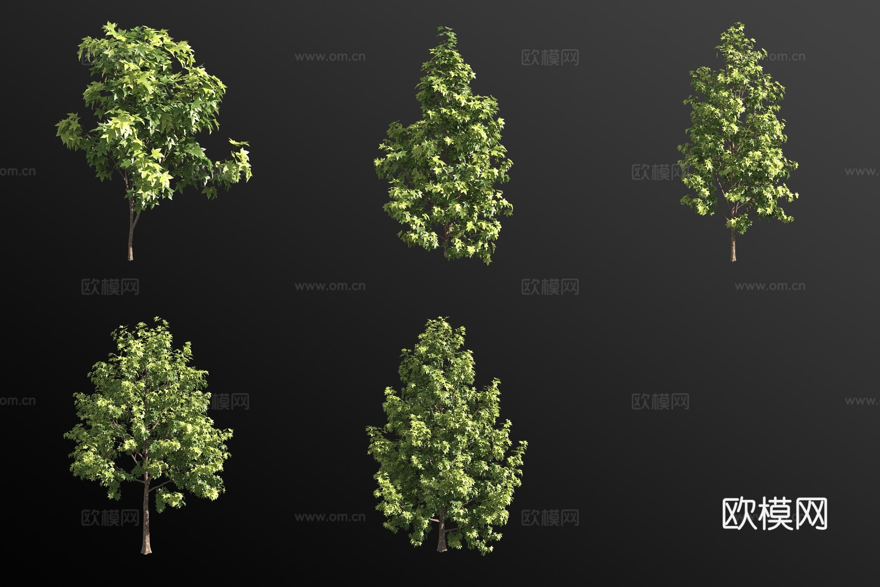 枫香树灌木 植物3d模型