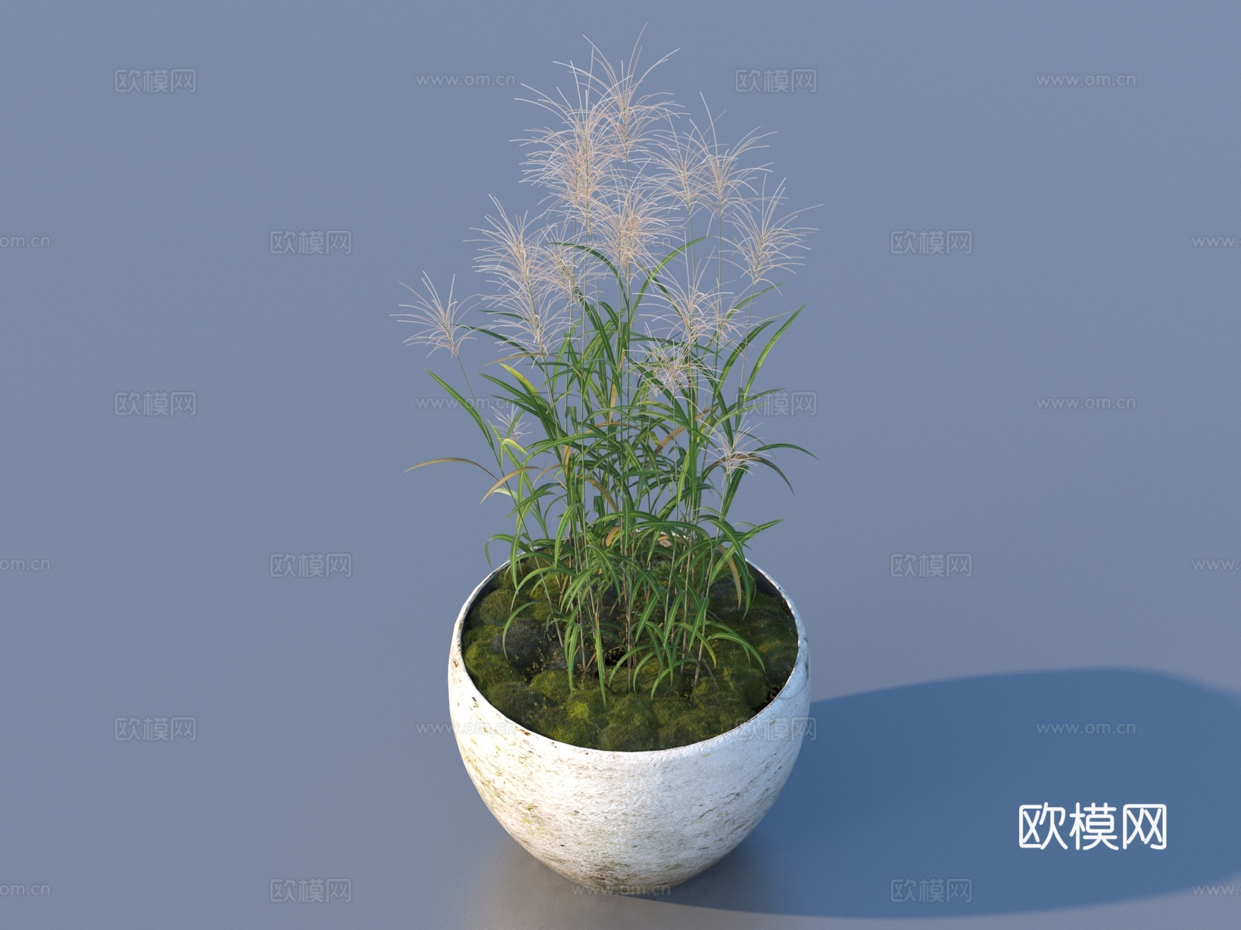 花盆 盆栽 绿植 植物3d模型