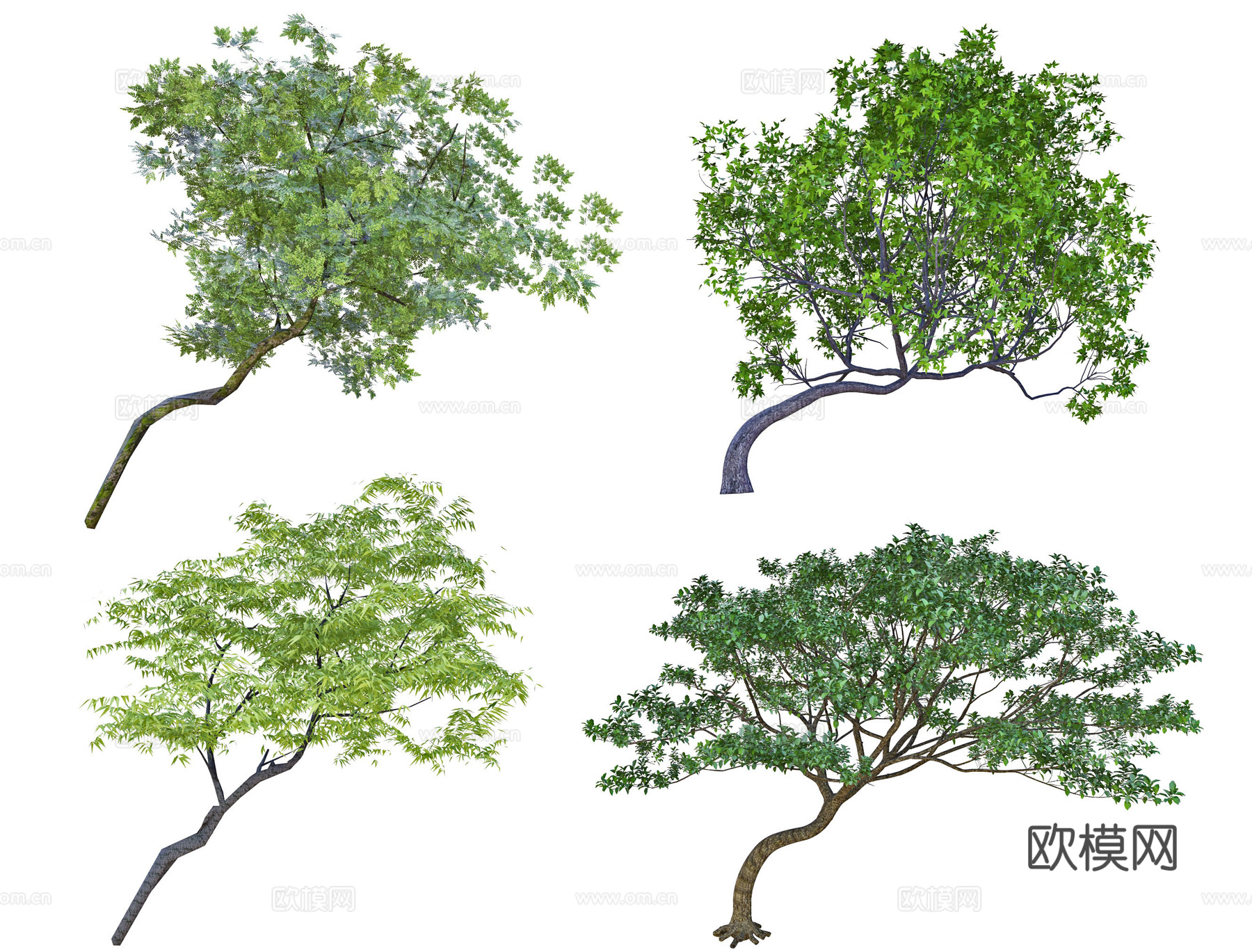 现代歪脖子树 斜飘树 飘枝树su模型下载（渲染图2）