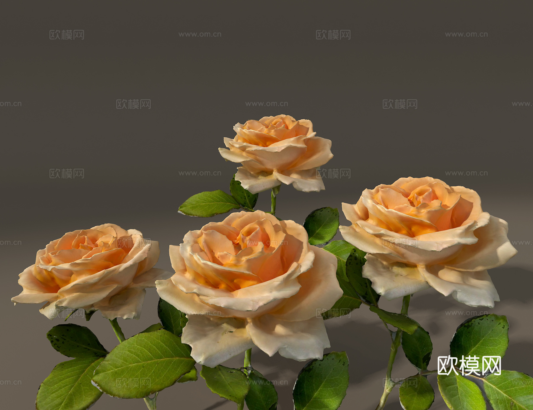 玫瑰花3d模型