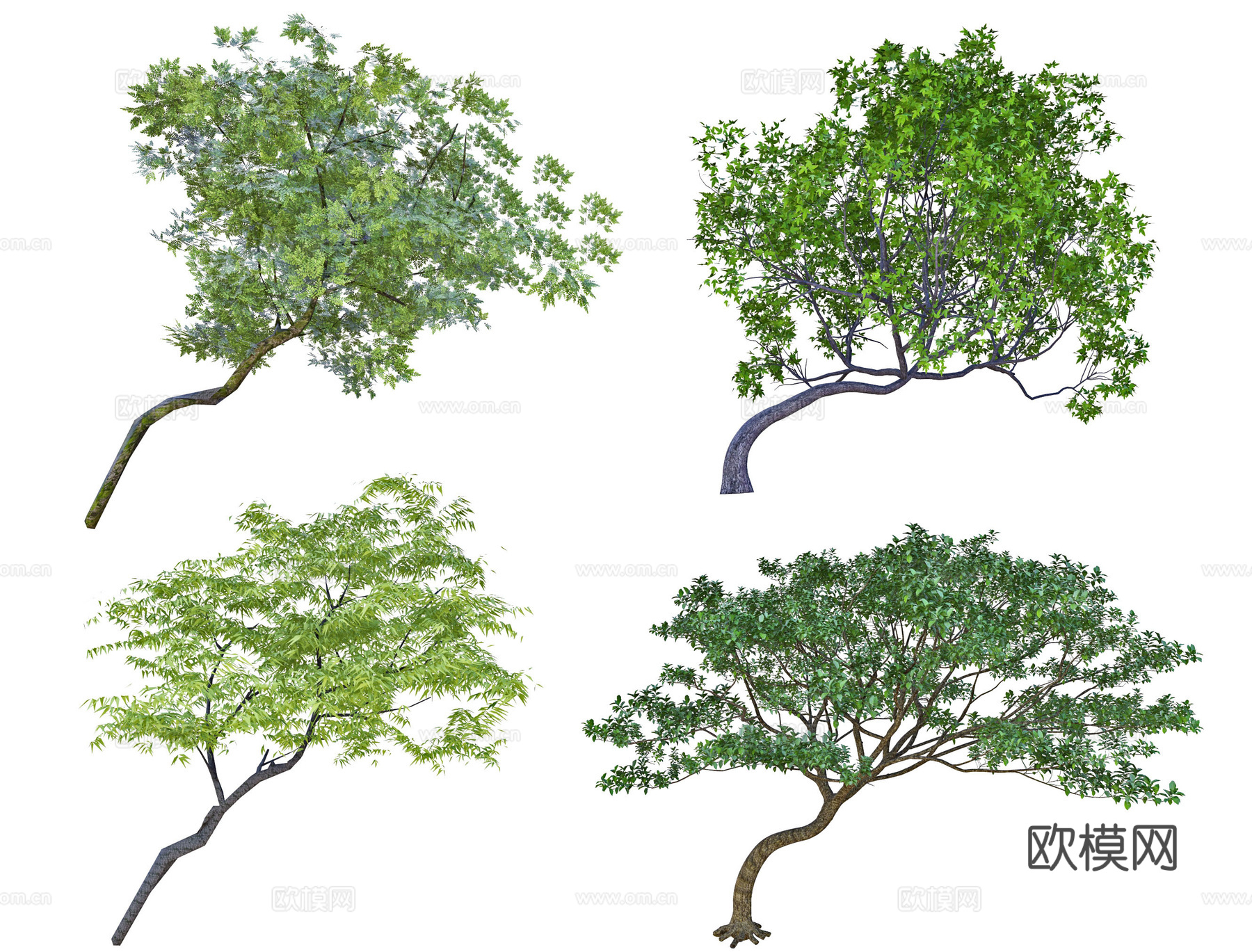 歪脖子树 斜飘树 飘枝树 偏冠树 造型树 弯杆树3d模型