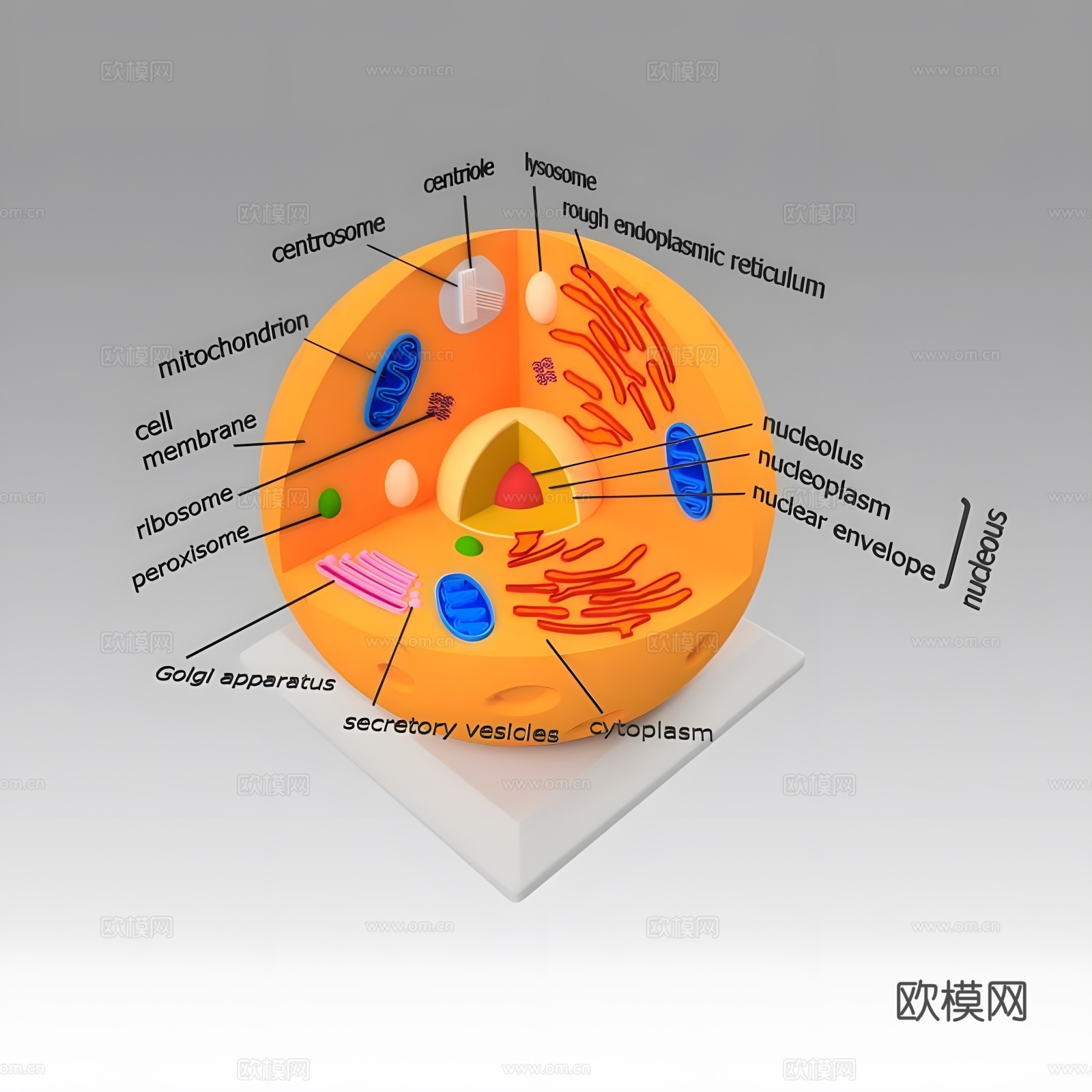 动物细胞3d模型