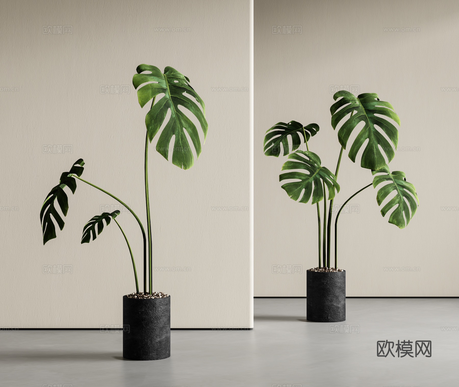 龟背竹盆栽 绿植盆栽 植物盆景3d模型