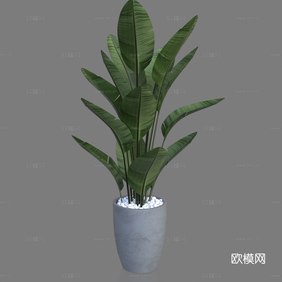 盆栽 盆景 绿植 室内植物3d模型