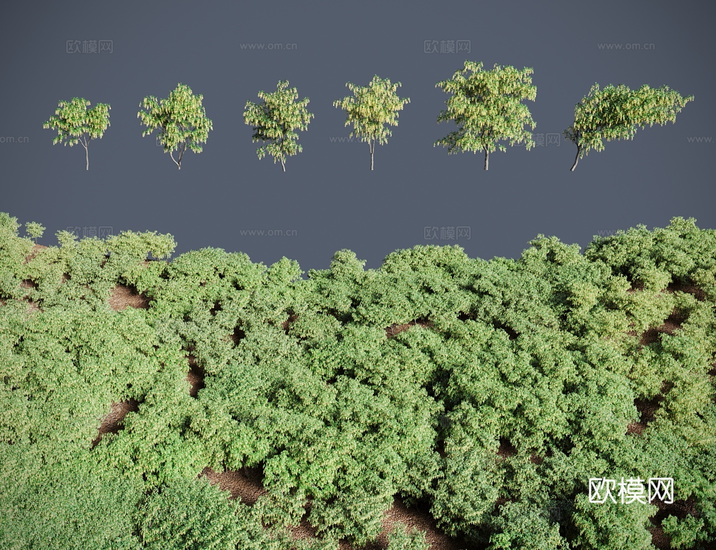 现代景观树灌木 沃斯金链树 金急雨黄金雨3d模型