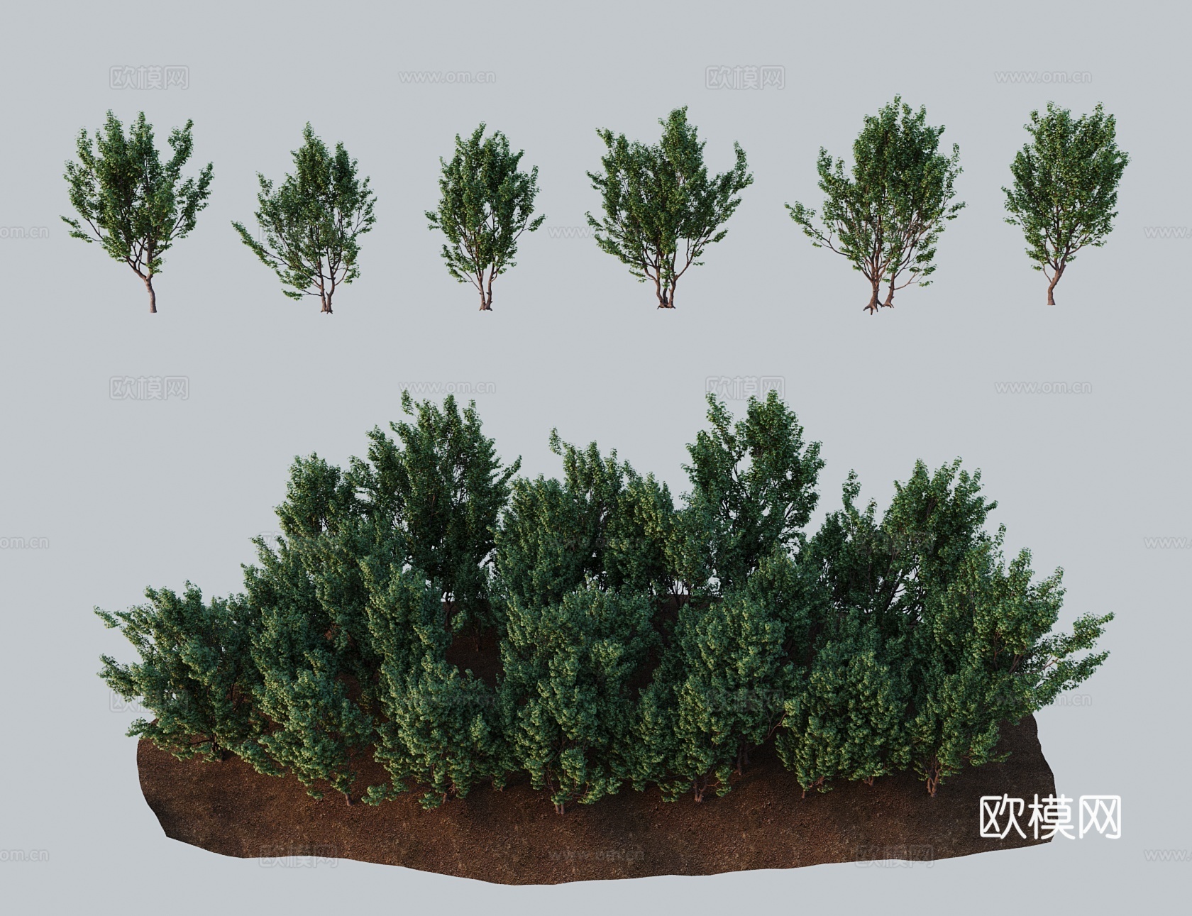 现代景观树 栓皮槭羽扇槭篱槭3d模型下载