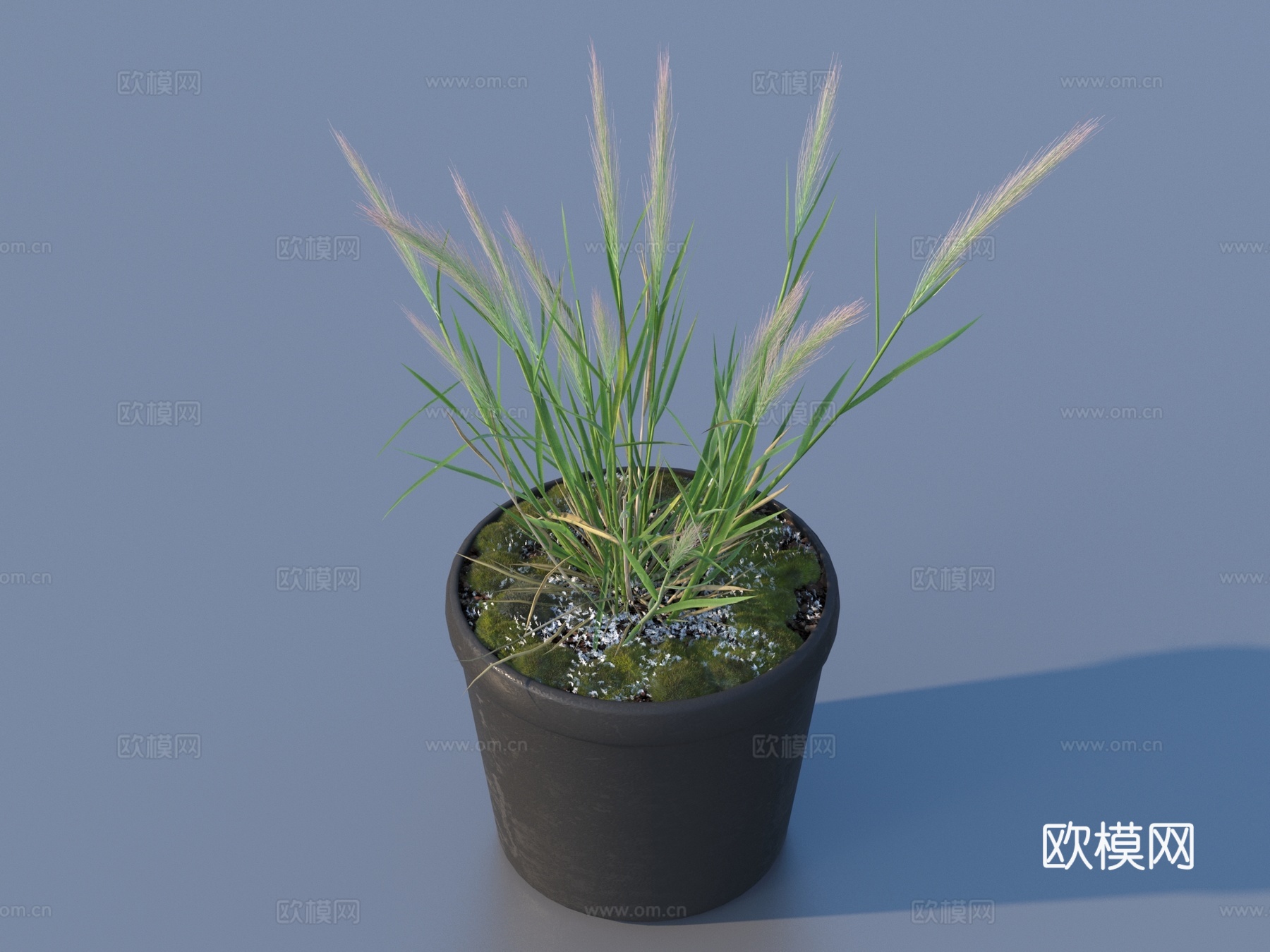 花盆 盆栽 绿植 植物3d模型