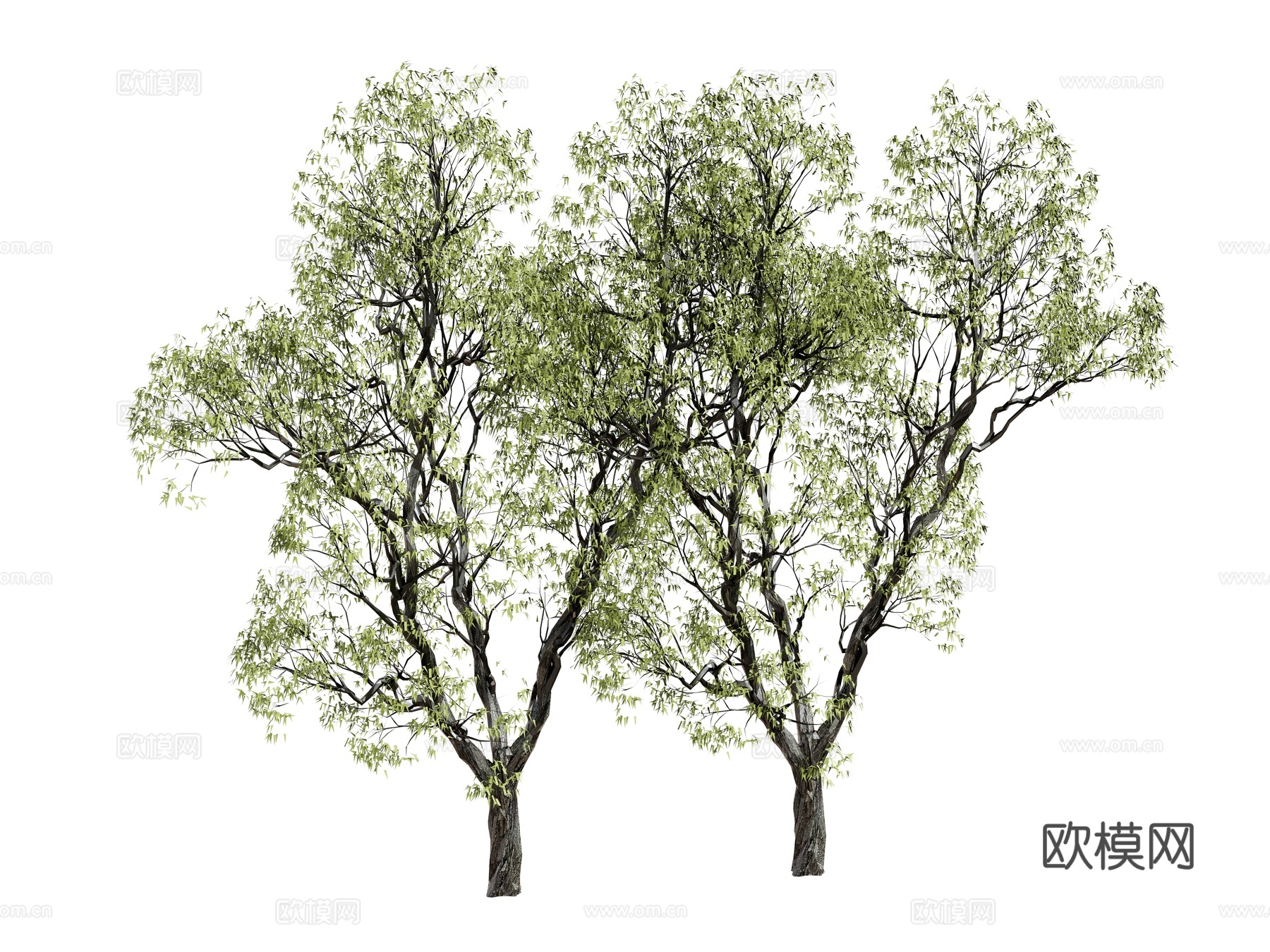 景观树 大树 树木su模型下载（渲染图2）