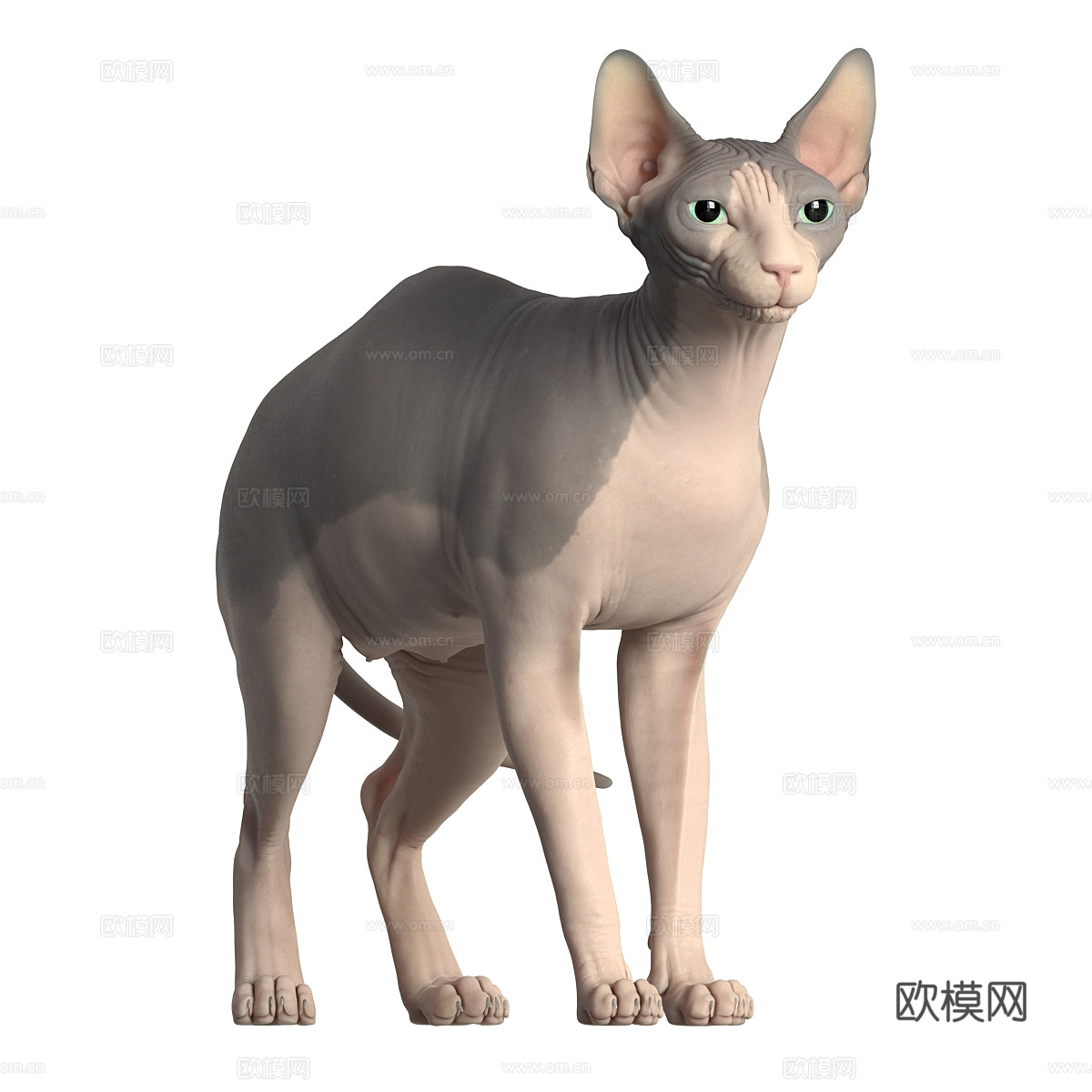 宠物猫 无毛猫3d模型