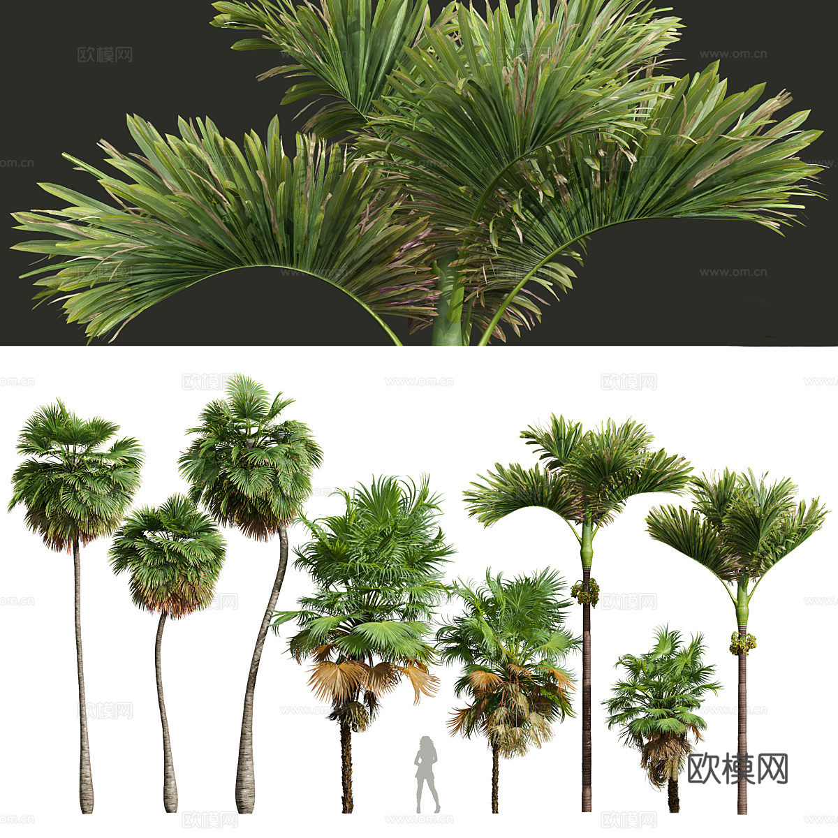 热带树 绿植树3d模型