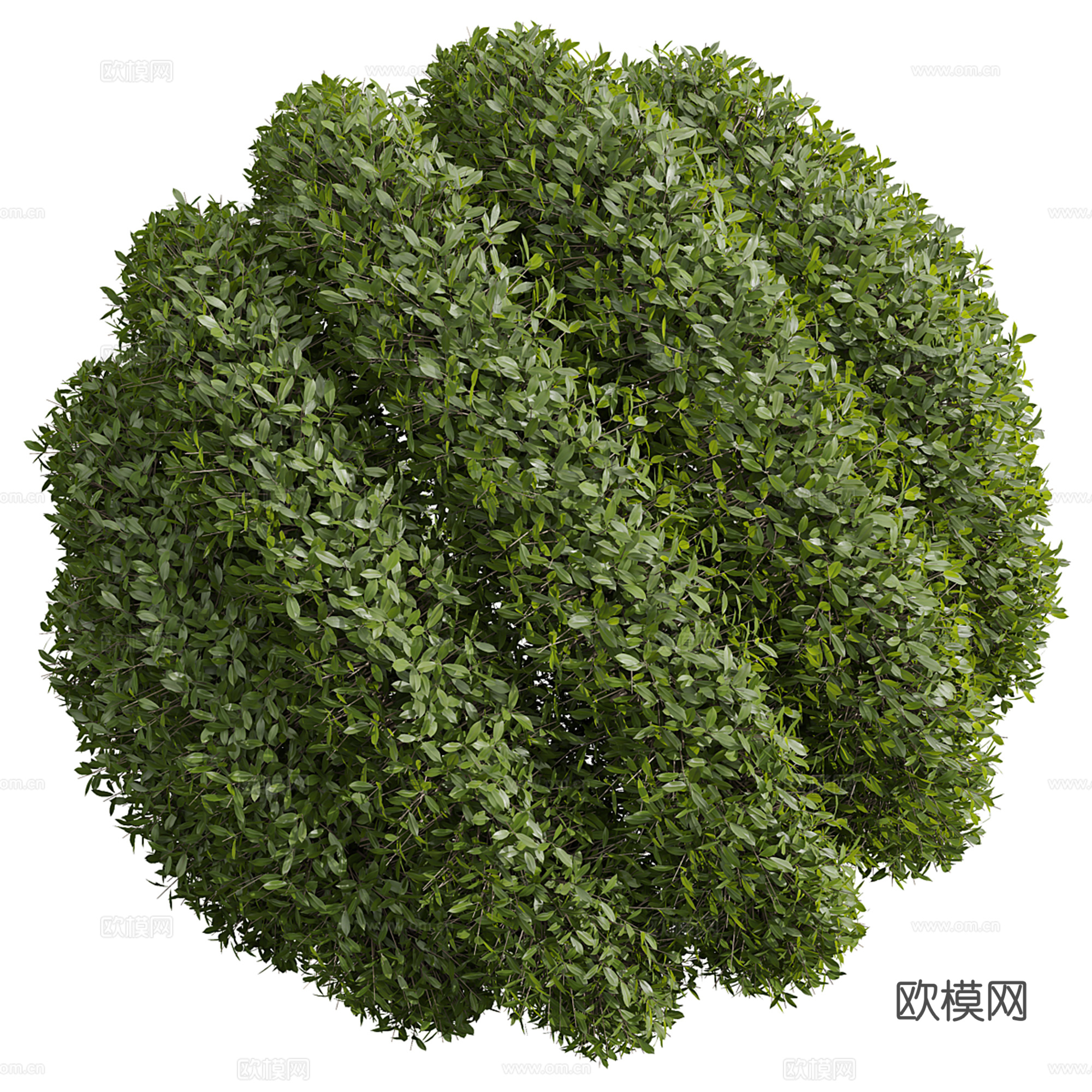 植物 造型灌木3d模型