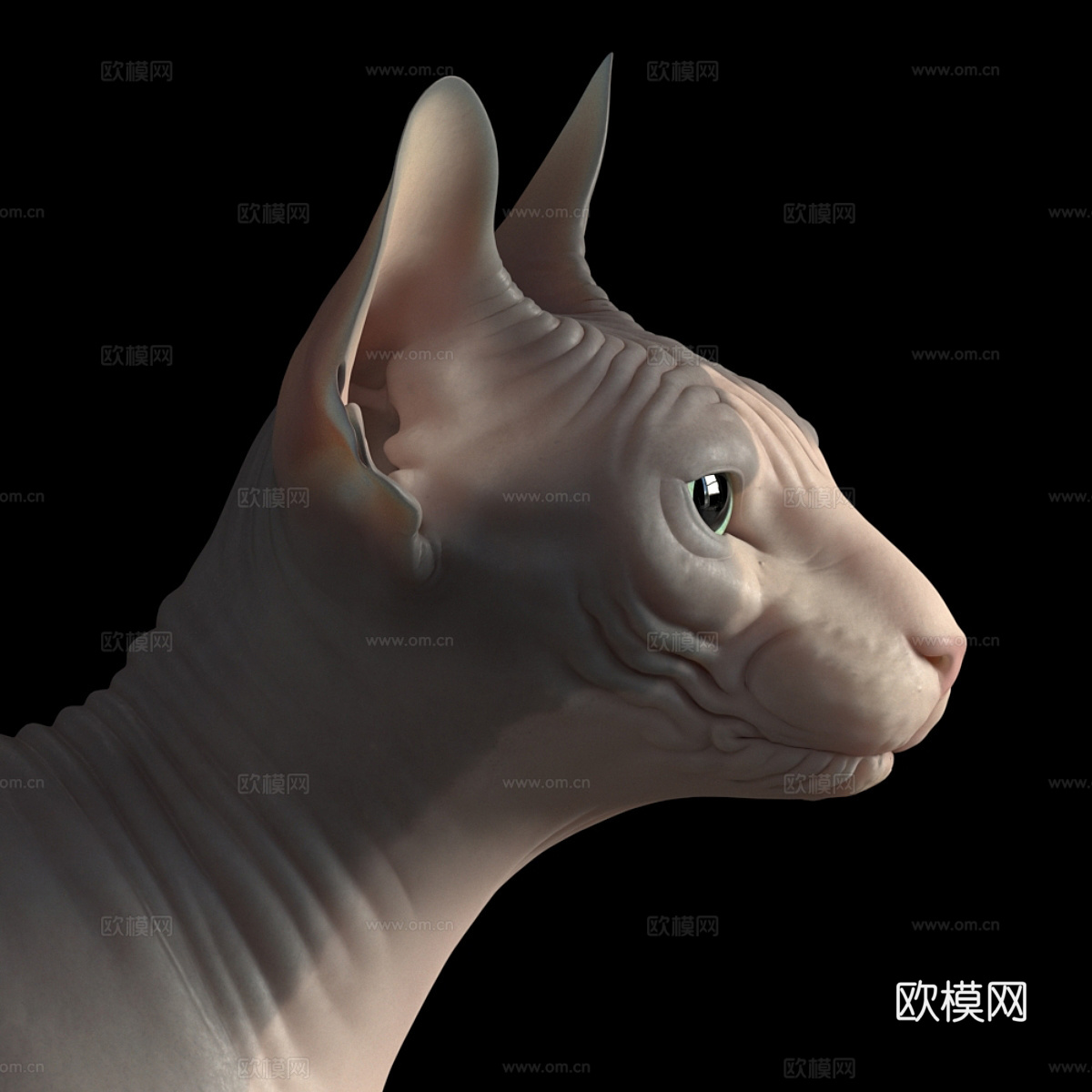 宠物猫 无毛猫3d模型