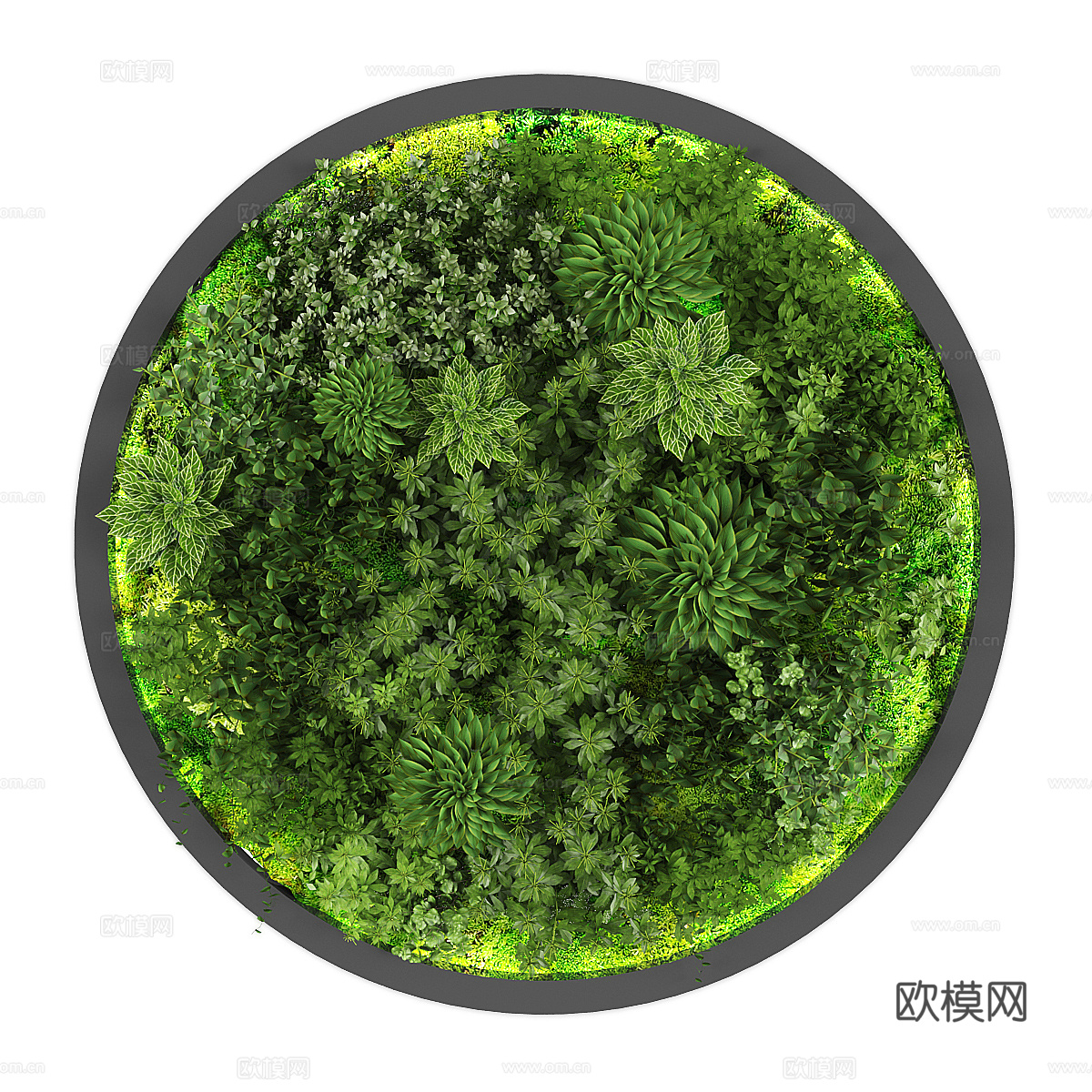 绿植墙饰 圆形挂饰 植物墙3d模型