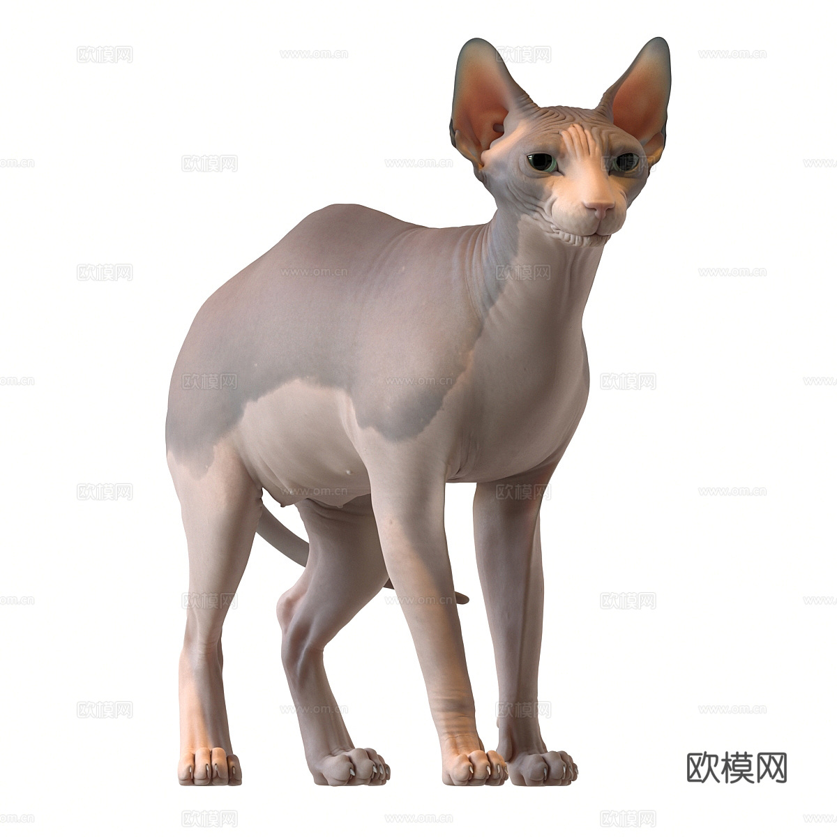 宠物猫 无毛猫3d模型