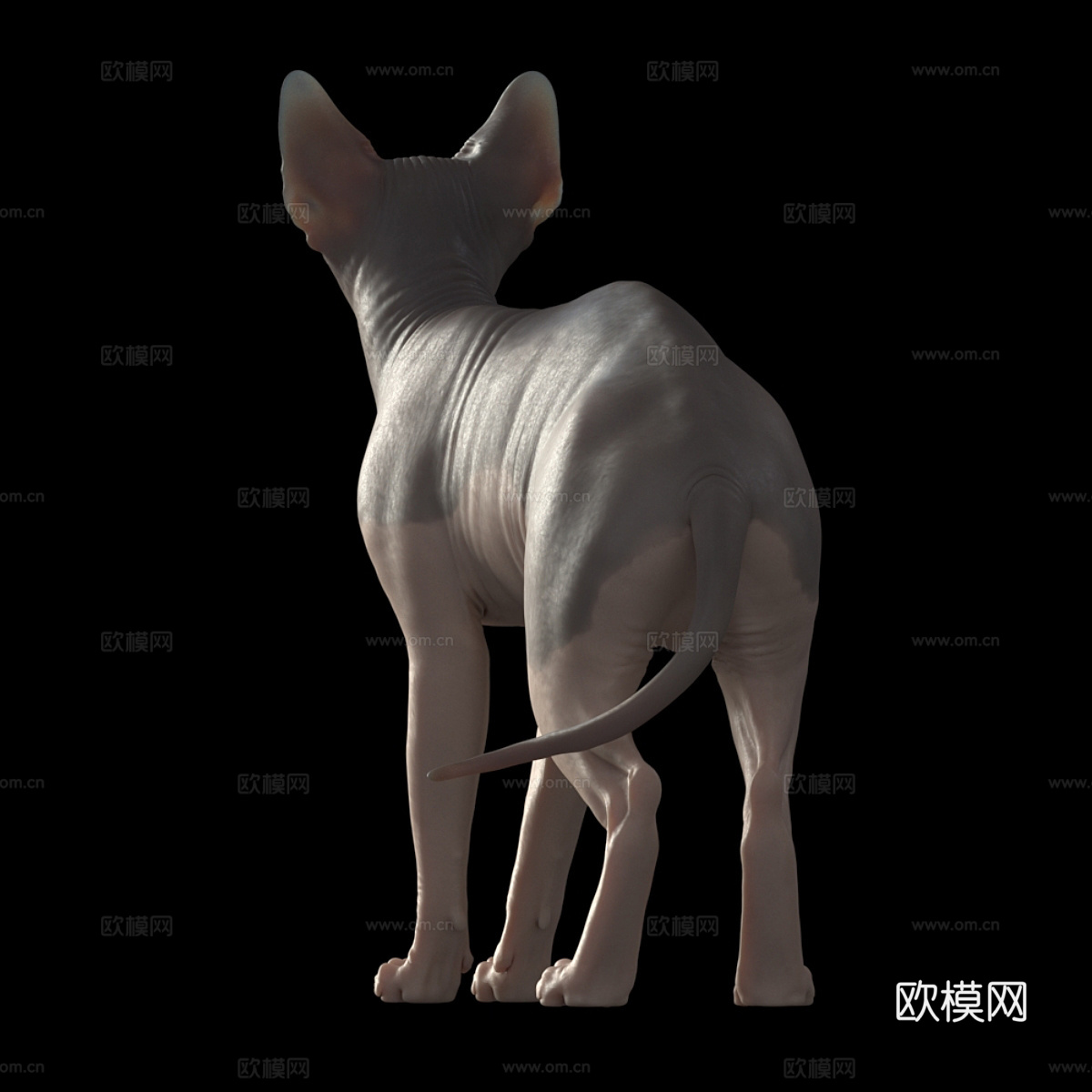 宠物猫 无毛猫3d模型