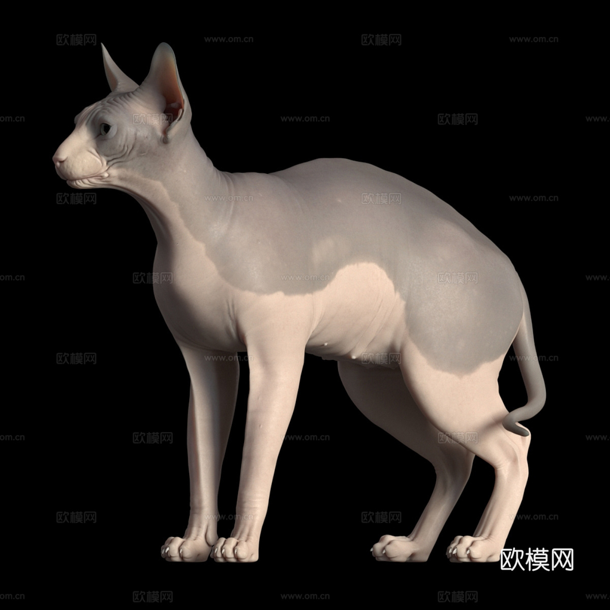 宠物猫 无毛猫3d模型