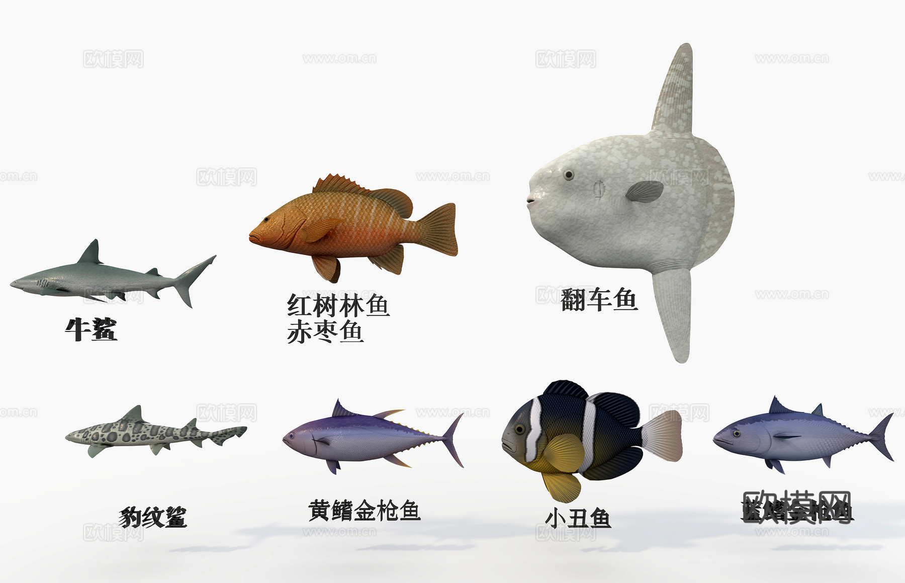 海鱼七种鱼 金枪鱼3d模型