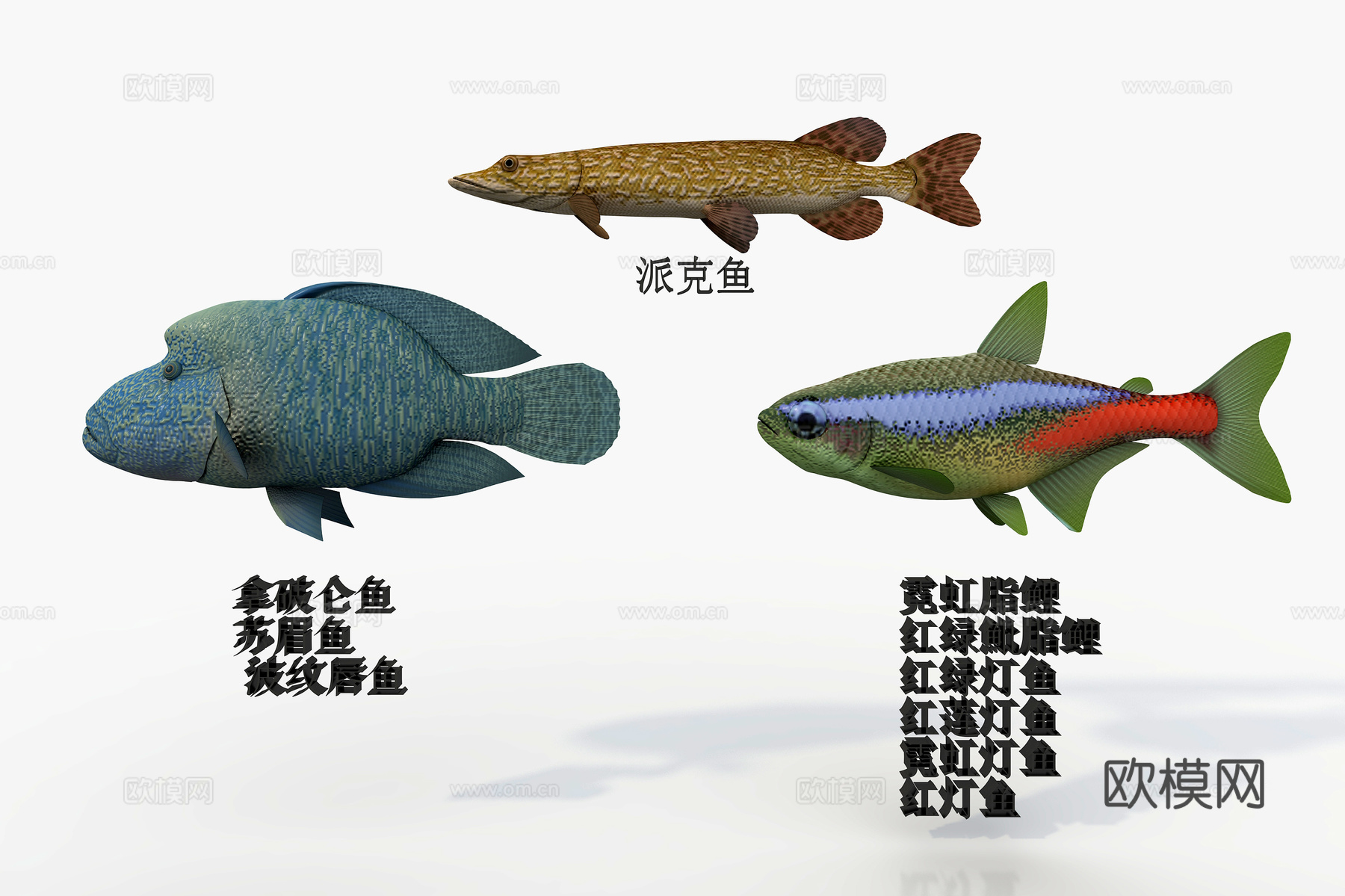 海鱼三种鱼 拿破仑鱼3d模型