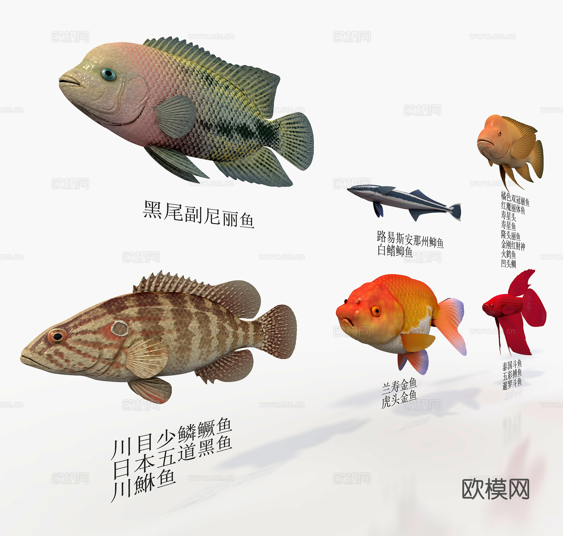 海鱼 六种鱼 金鱼3d模型