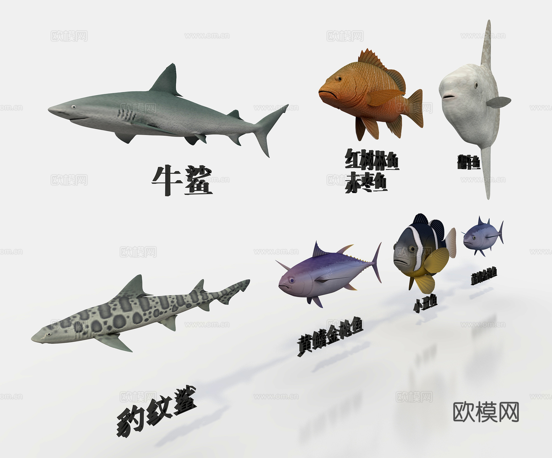 海鱼七种鱼 金枪鱼3d模型